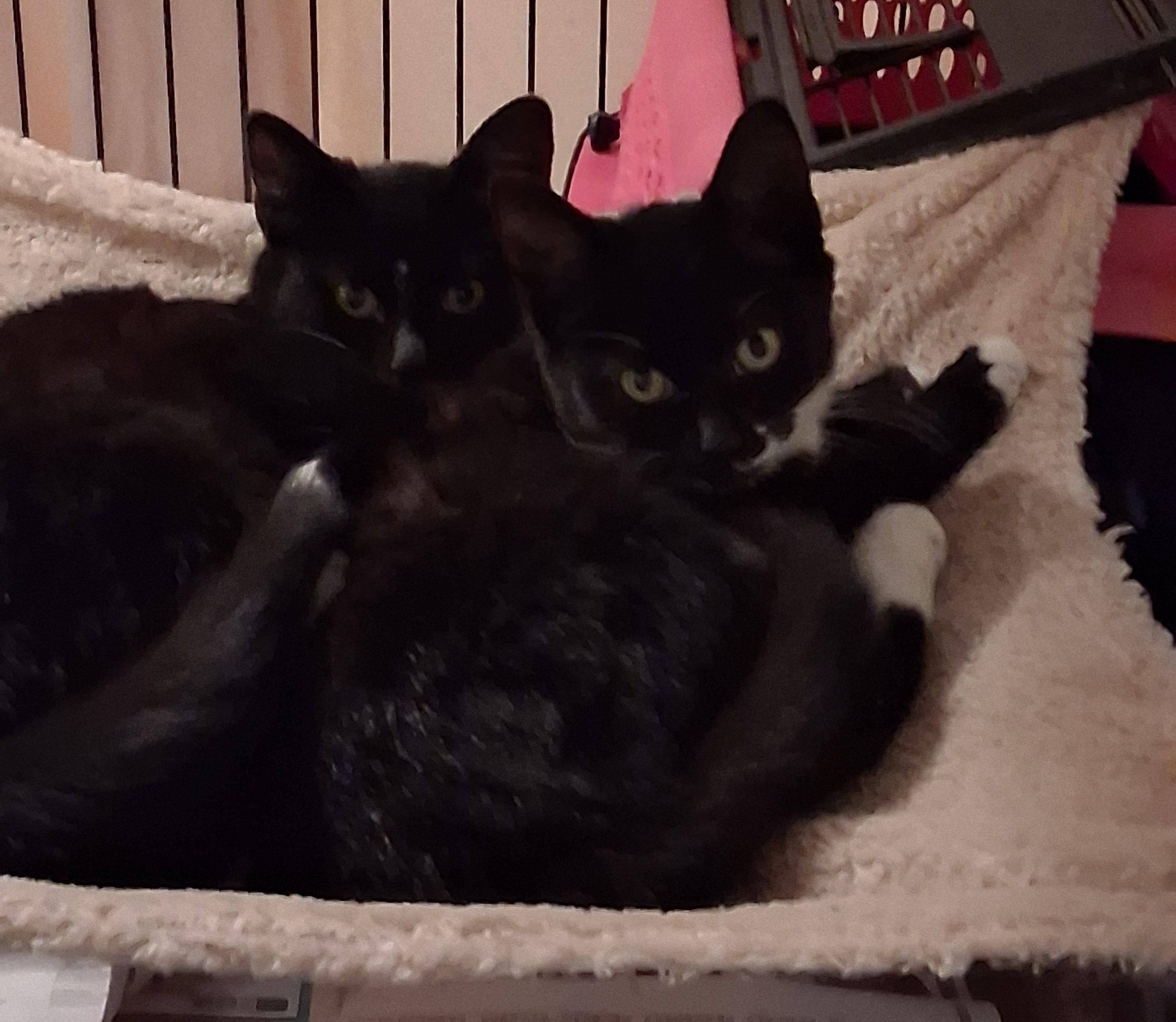 Enlarge Celine & Dahlia, a ADOPTABLE mixed breed in Centreville, VA image 4/5