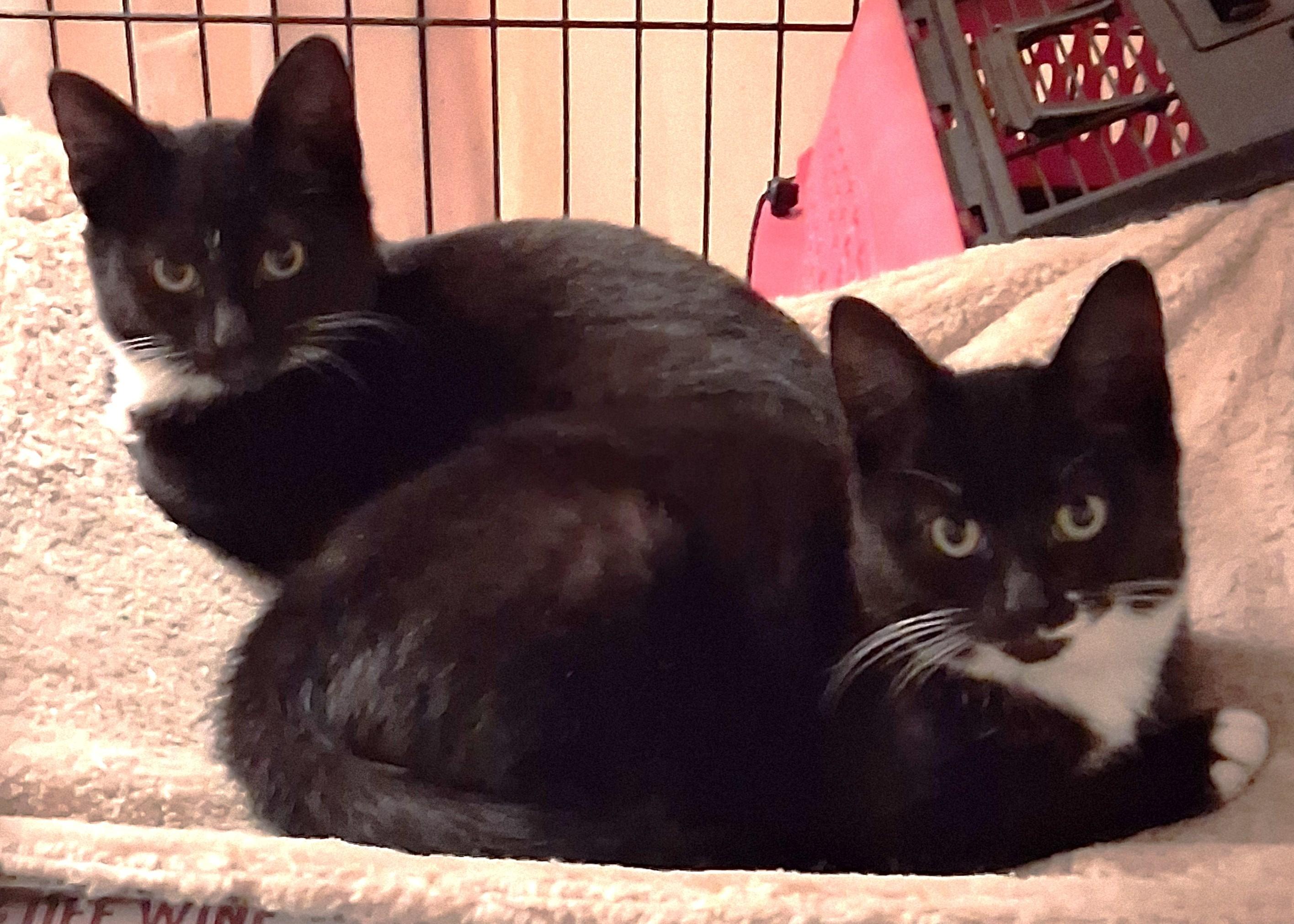 Enlarge Celine & Dahlia, a ADOPTABLE mixed breed in Centreville, VA image 2/5