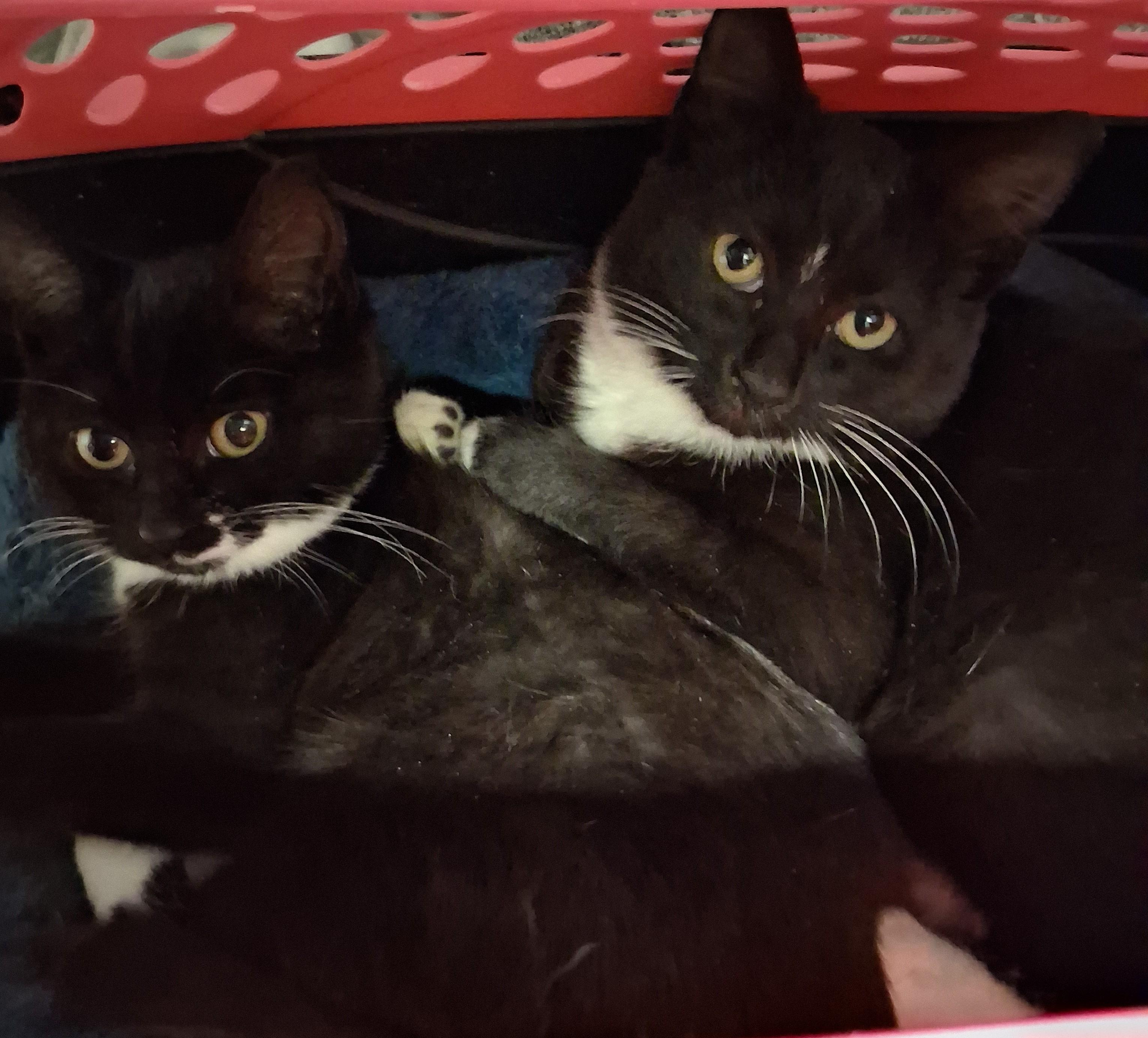 Enlarge Celine & Dahlia, a ADOPTABLE mixed breed in Centreville, VA image 1/5