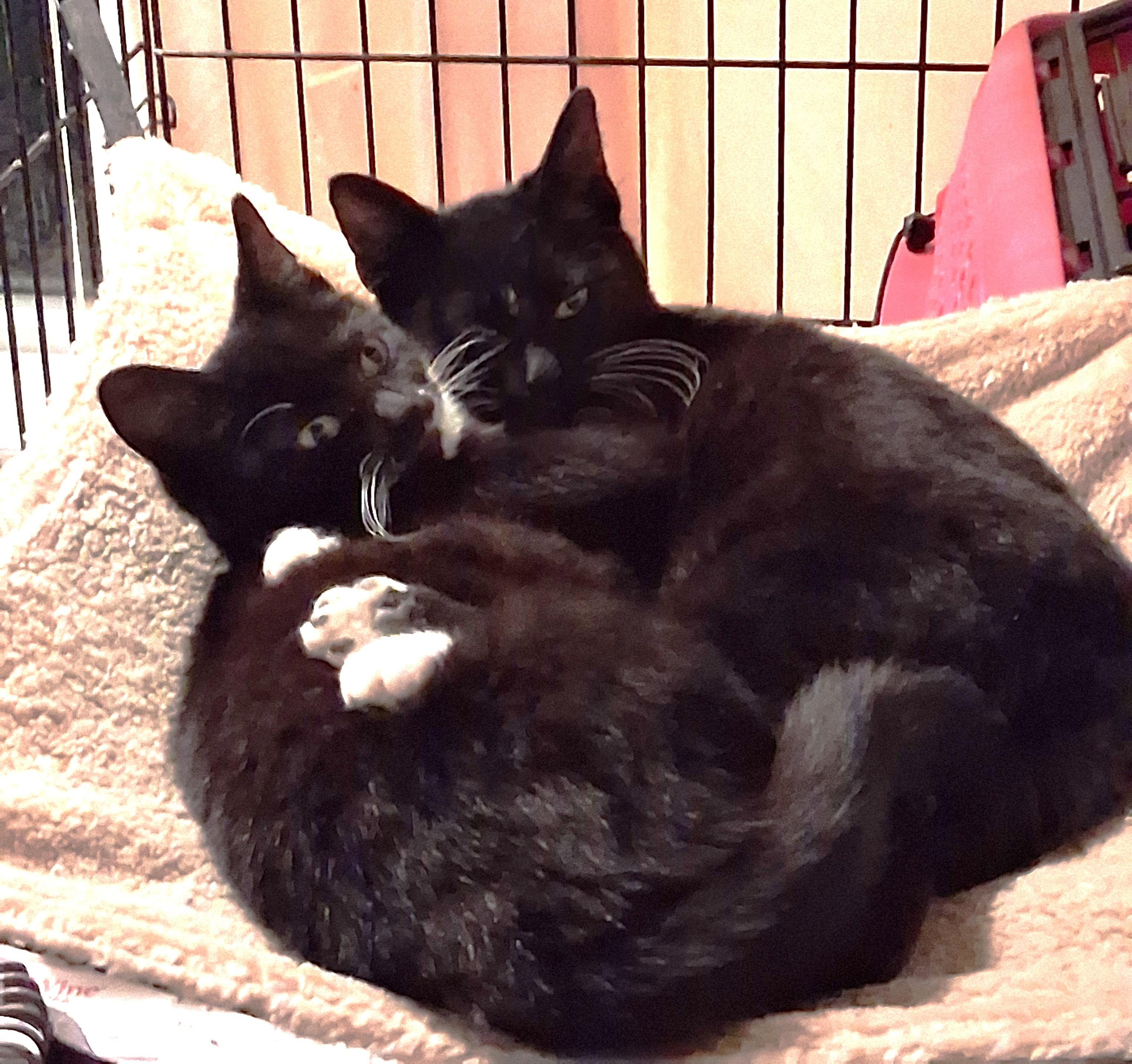 Enlarge Celine & Dahlia, a ADOPTABLE mixed breed in Centreville, VA image 3/5