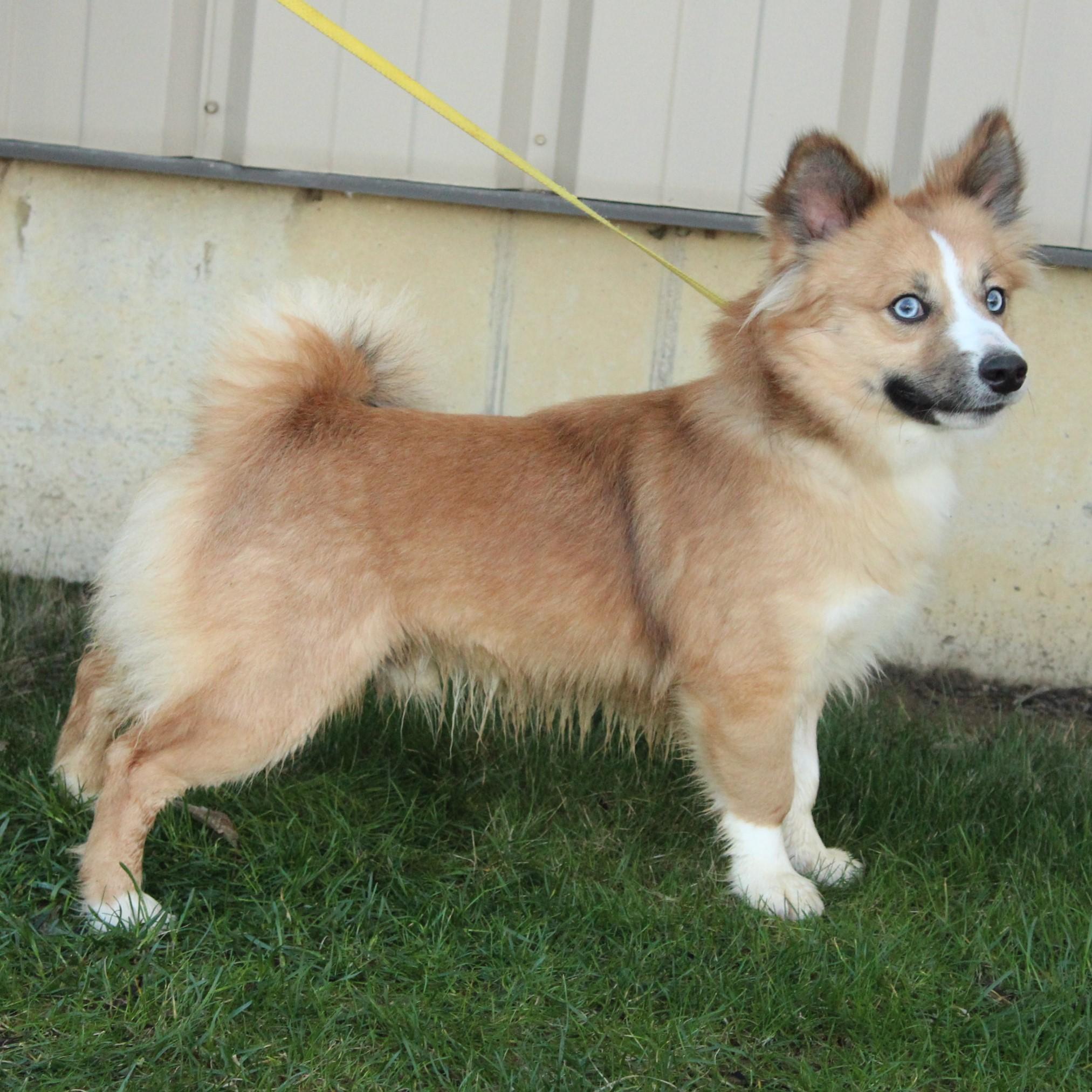Enlarge Ace, an adopted Pomsky in Eaton, OH image 6/6
