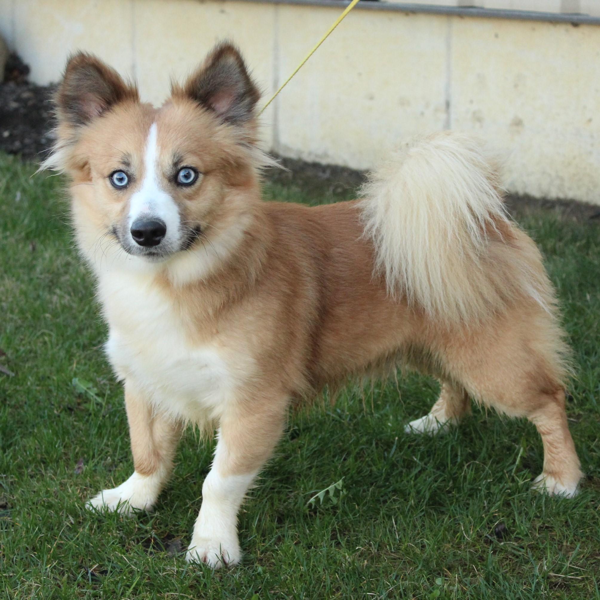 Enlarge Ace, an adopted Pomsky in Eaton, OH image 3/6