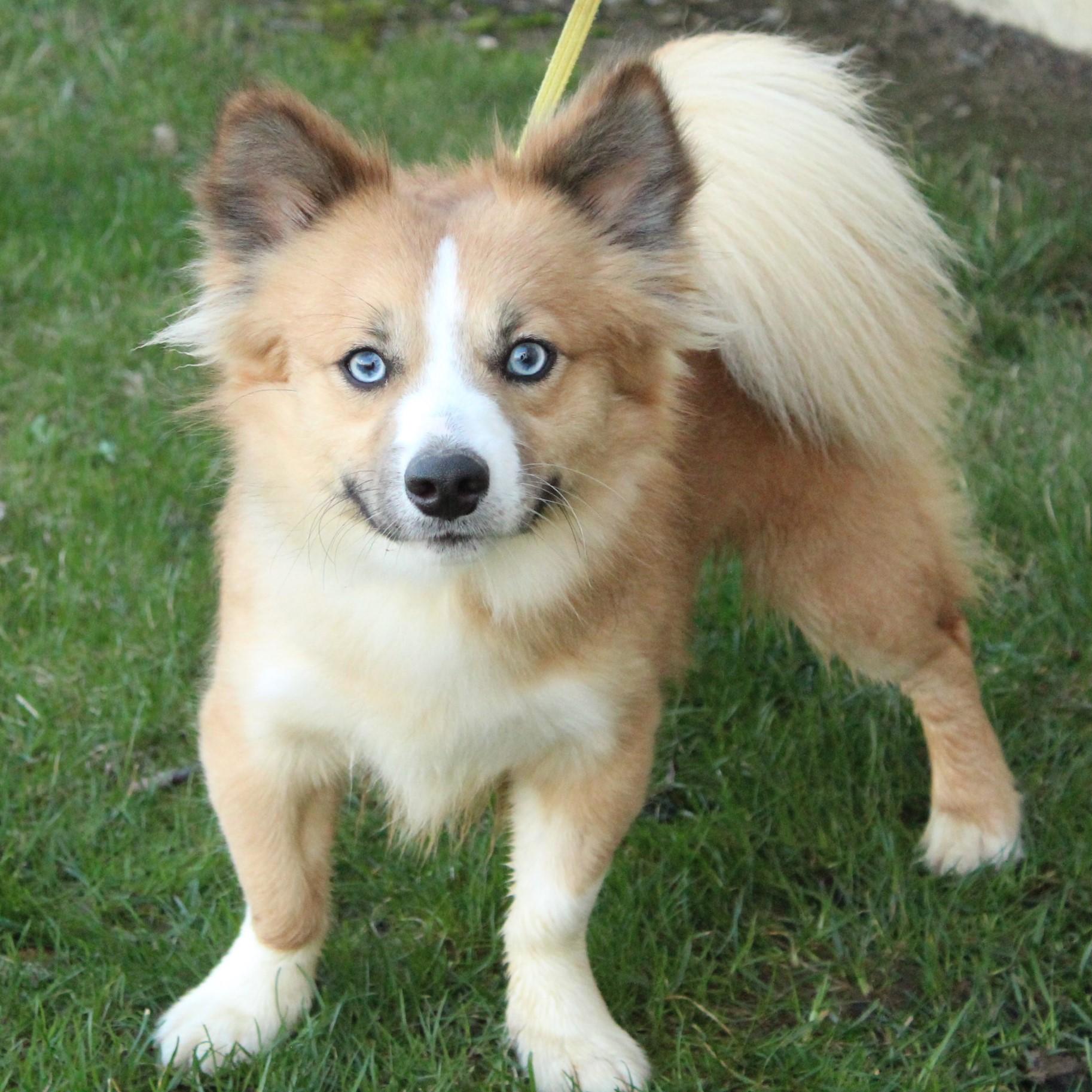 Enlarge Ace, an adopted Pomsky in Eaton, OH image 2/6