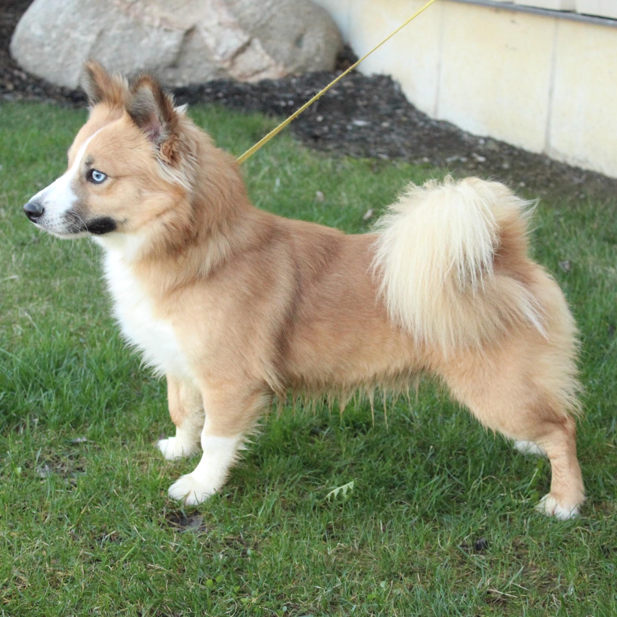 Enlarge Ace, an adopted Pomsky in Eaton, OH image 5/6