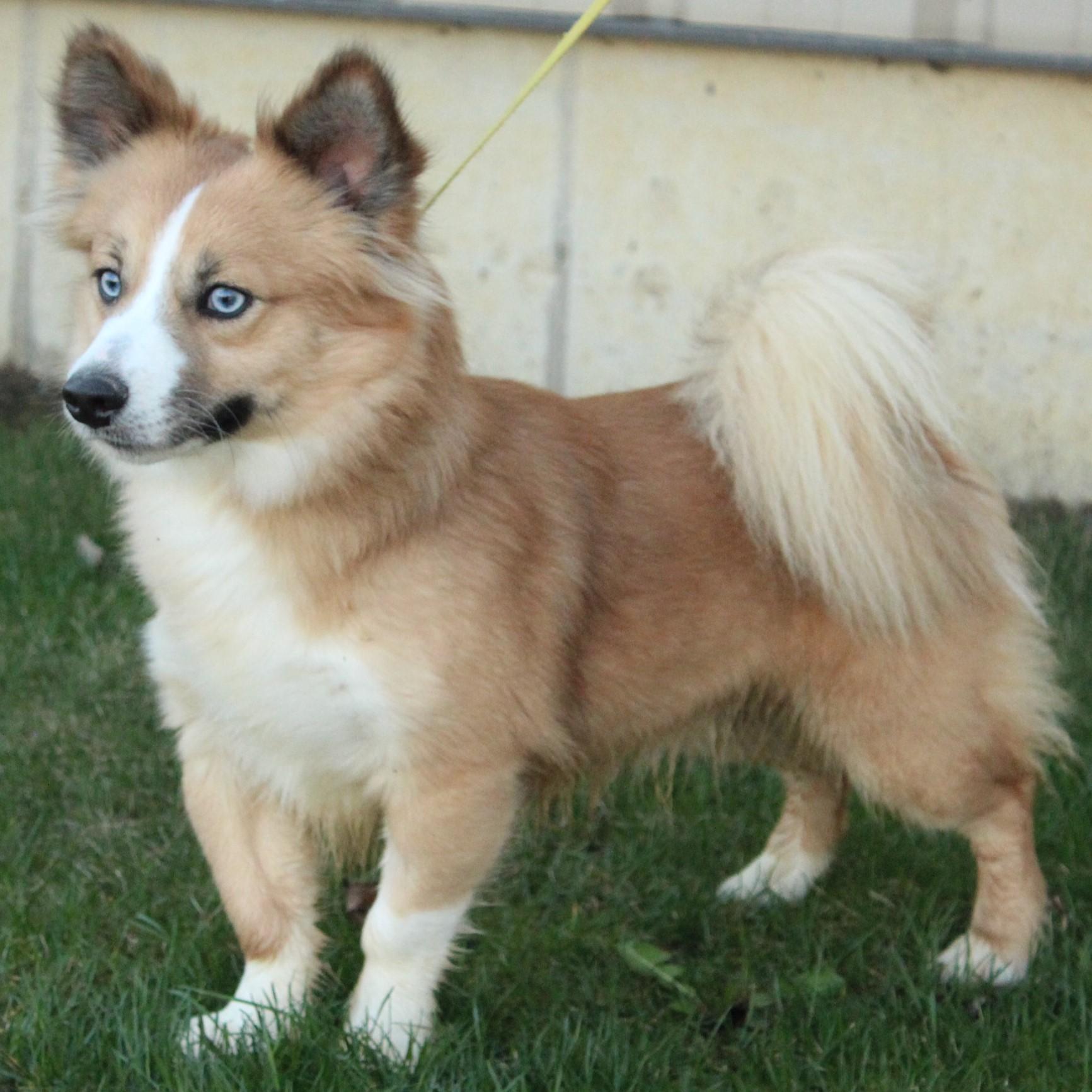 Enlarge Ace, an adopted Pomsky in Eaton, OH image 4/6