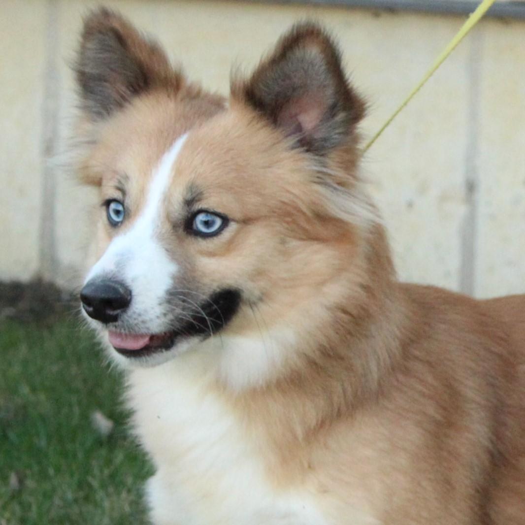 Ace, adopted, Young Male Pomsky.