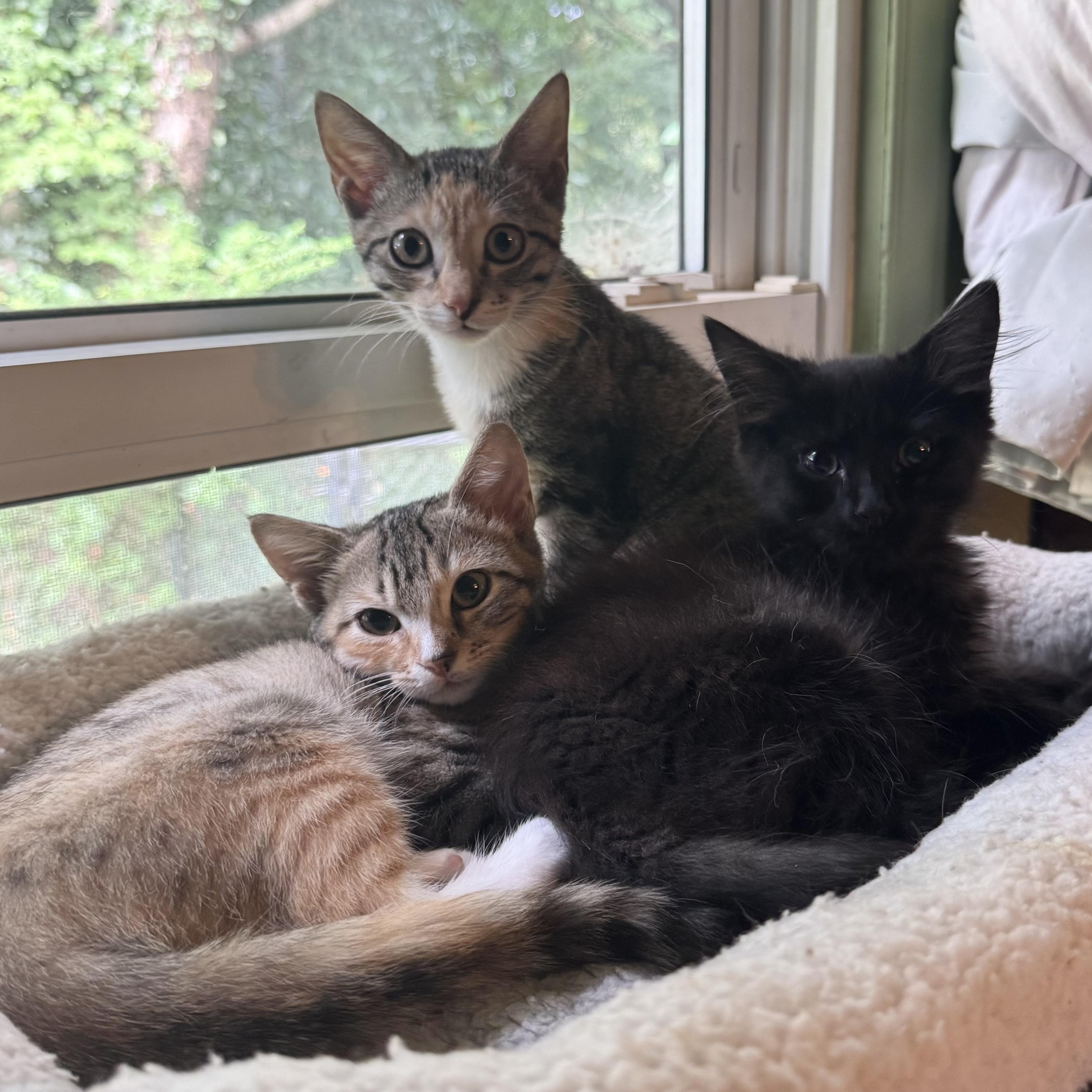 Enlarge Waffle, a Adoptable Domestic Short Hair in Mount Holly, NC image 3/5