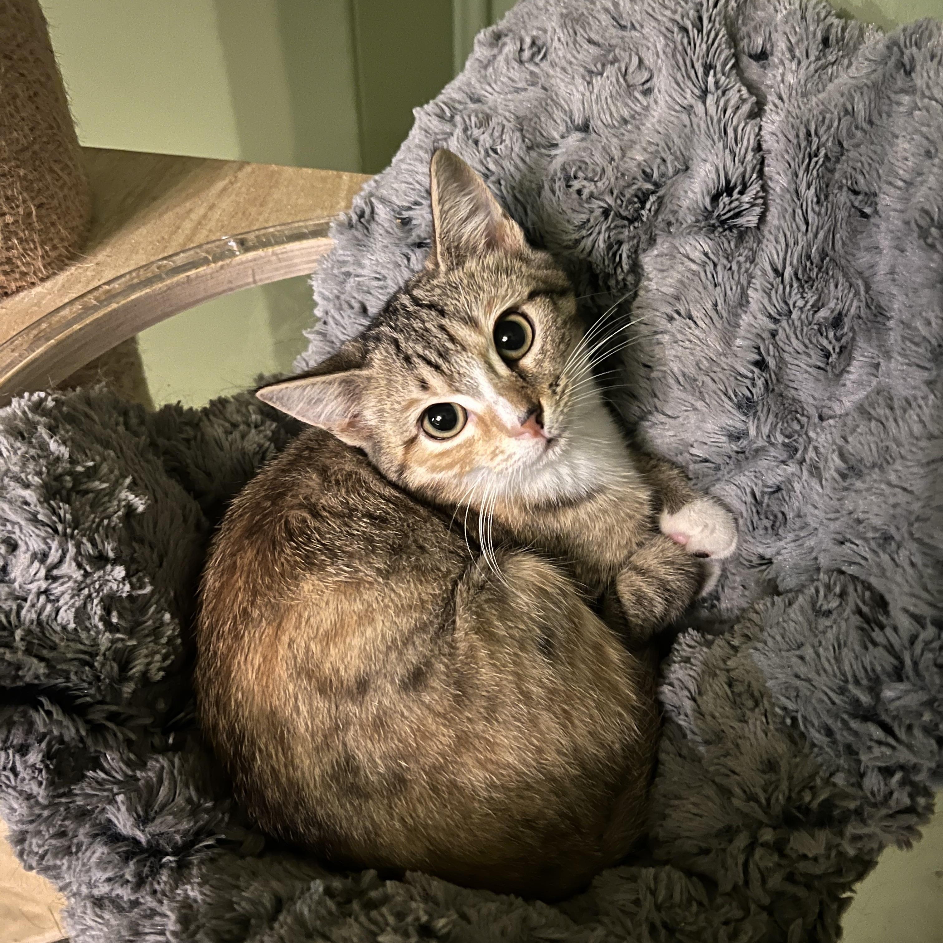 Enlarge Waffle, a Adoptable Domestic Short Hair in Mount Holly, NC image 2/5