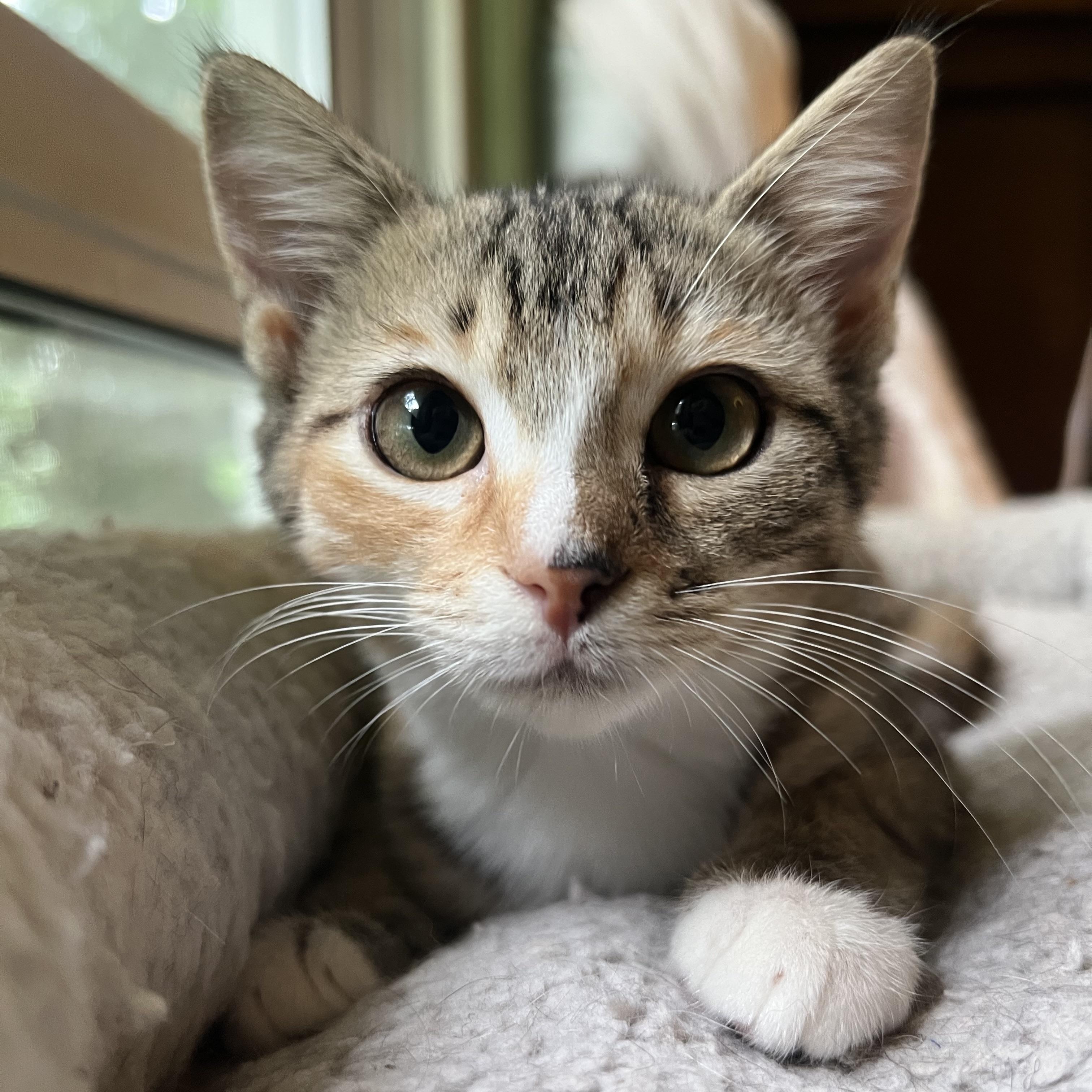 Waffle, Adoptable, Kitten Female Domestic Short Hair.