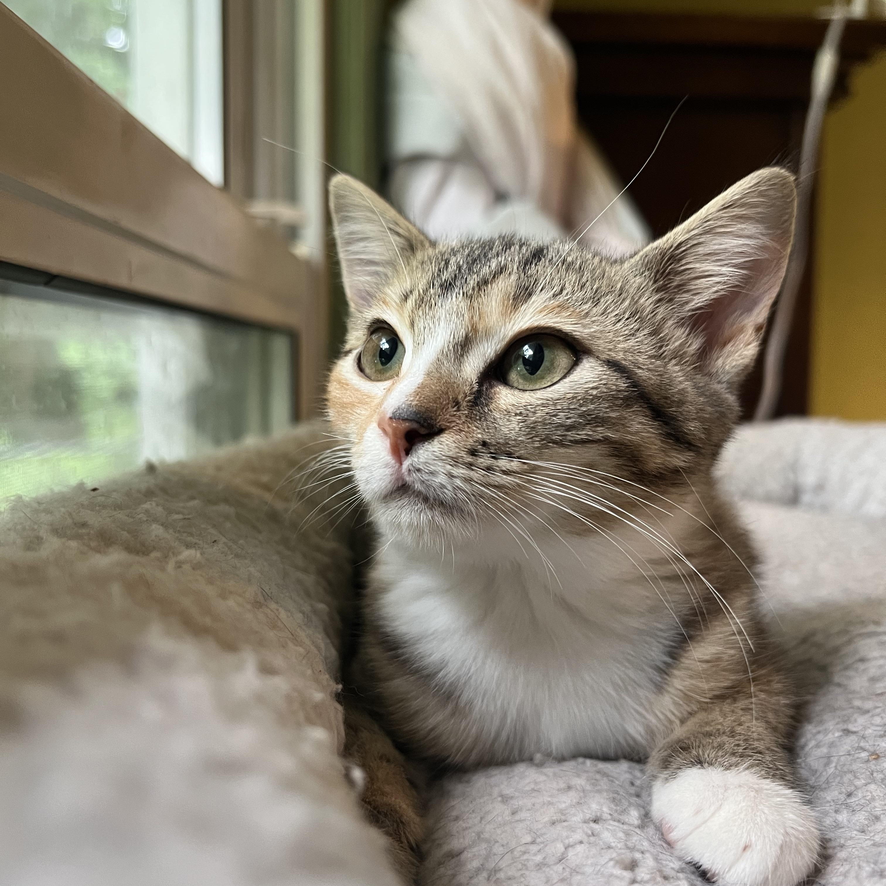 Enlarge Waffle, a Adoptable Domestic Short Hair in Mount Holly, NC image 4/5