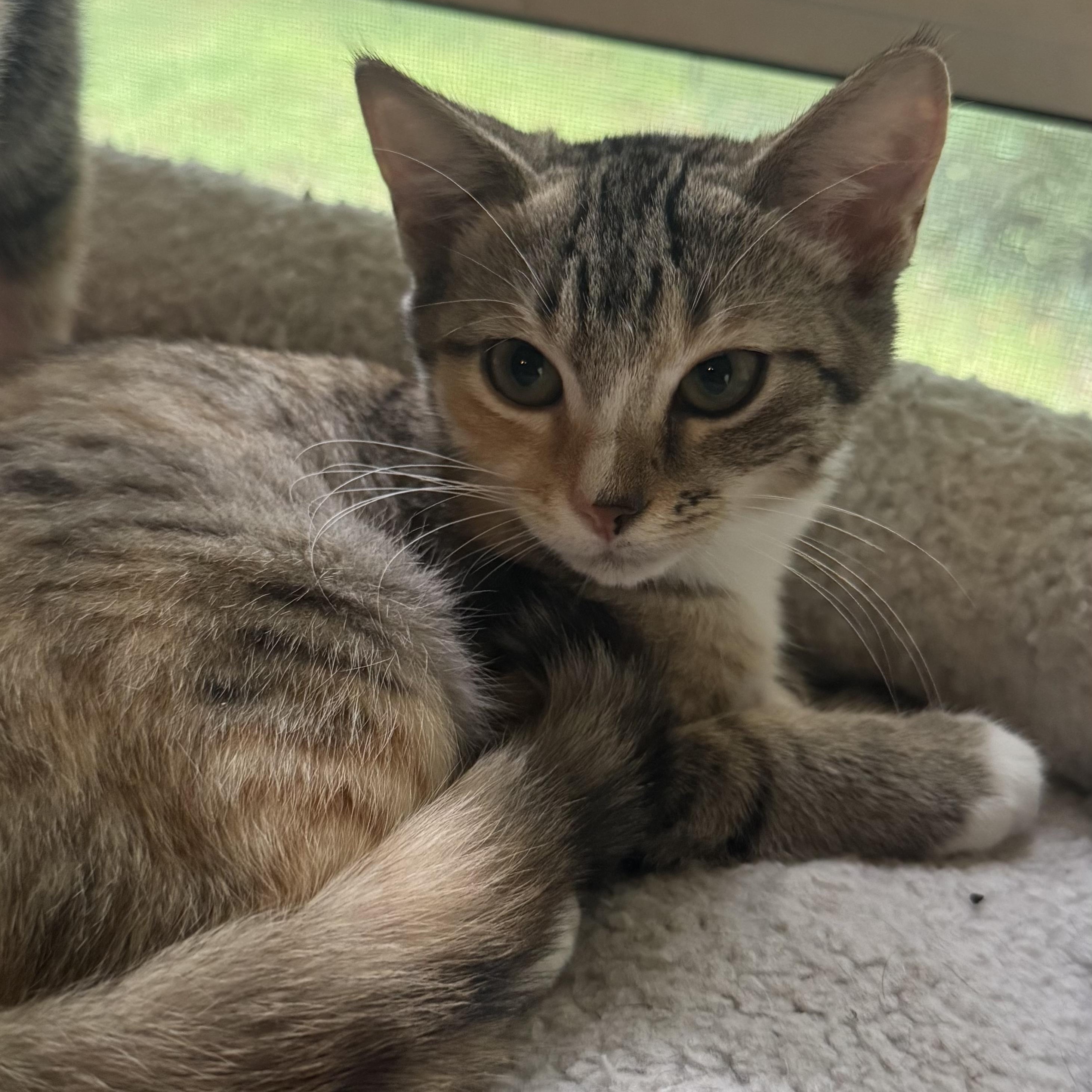 Enlarge Waffle, a Adoptable Domestic Short Hair in Mount Holly, NC image 5/5