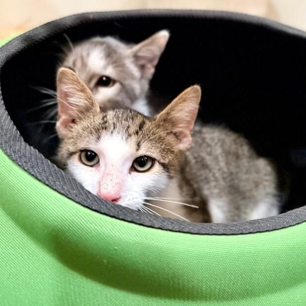 Miney Baby — thumbnail 4