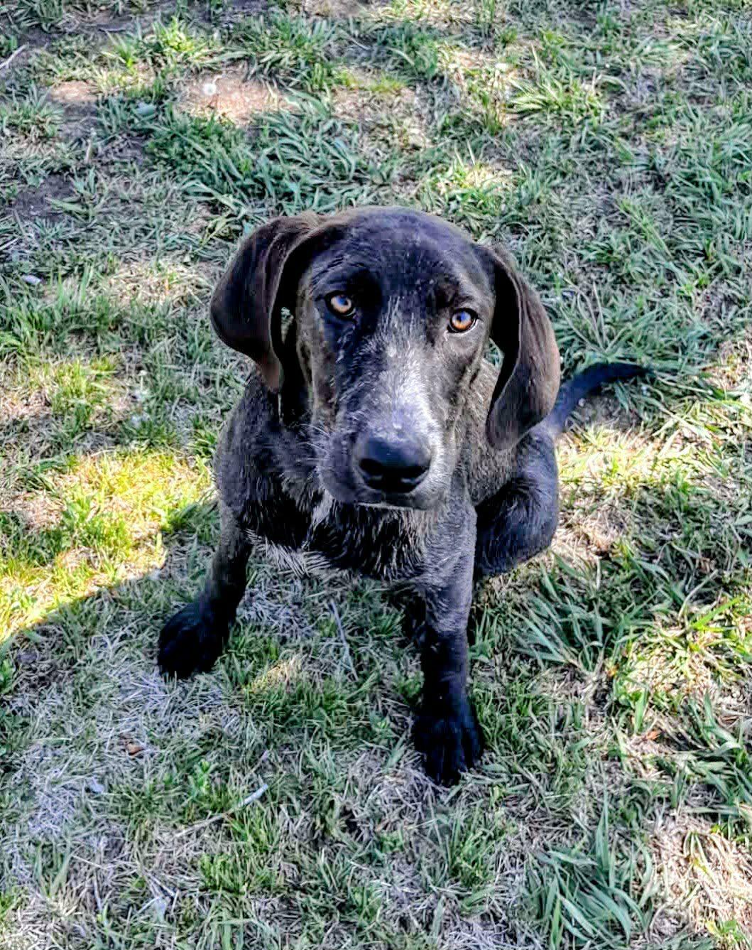 ORVILLE , a ADOPTABLE mixed breed in Lincoln, NE image 4/5
