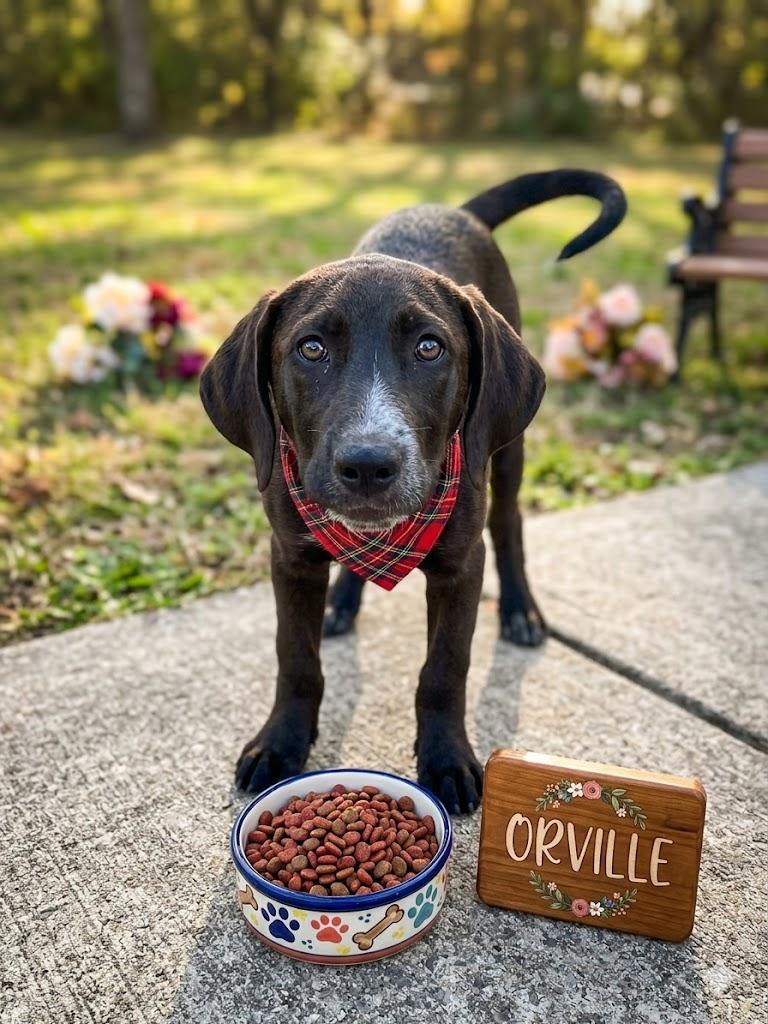 ORVILLE , ADOPTABLE, Young Male Black Labrador Retriever & English Pointer.