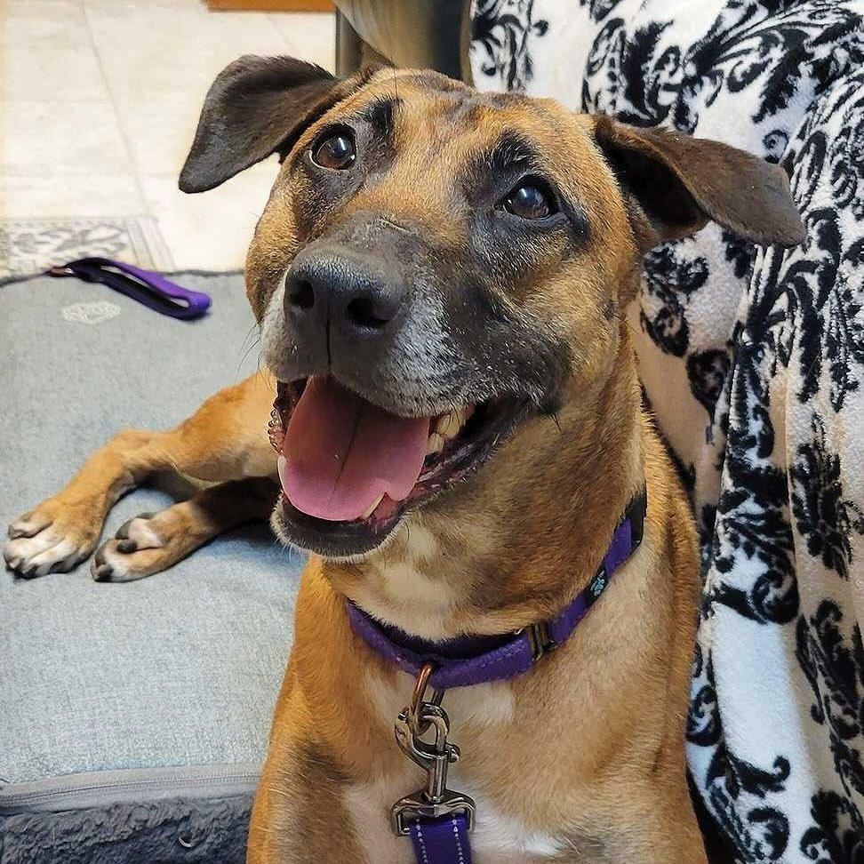 Enlarge Millie, a Adoptable mixed breed in farmingdale, NJ image 6/6