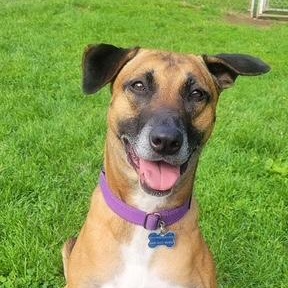 Enlarge Millie, a Adoptable mixed breed in farmingdale, NJ image 3/6