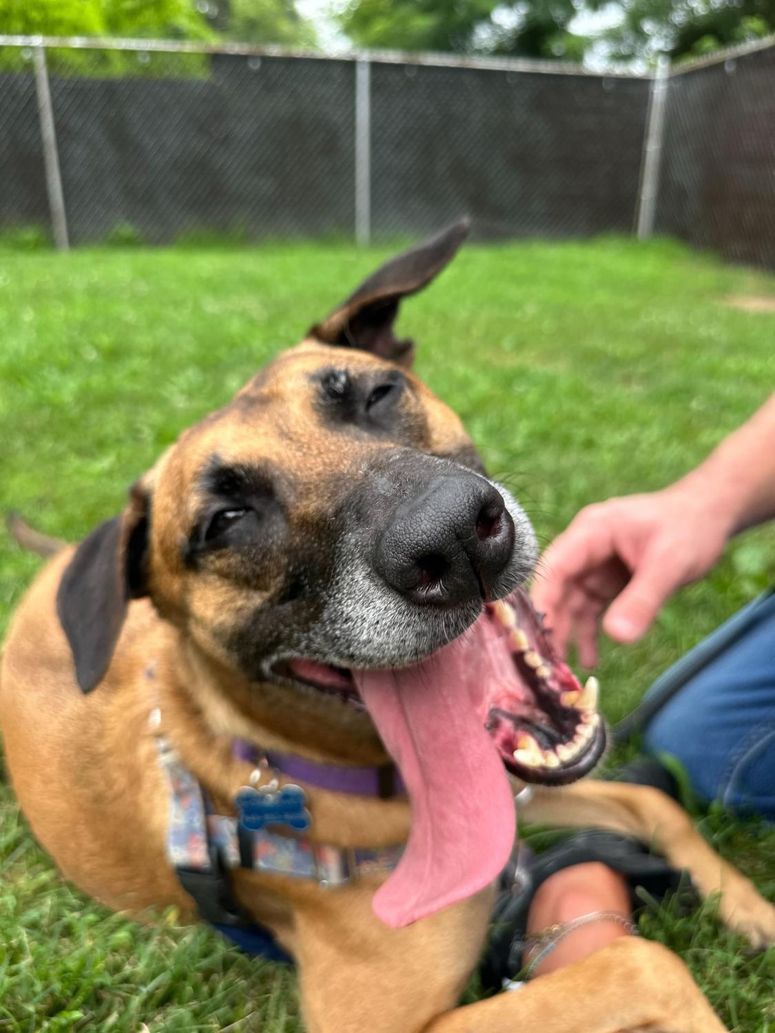 Enlarge Millie, a Adoptable mixed breed in farmingdale, NJ image 4/6