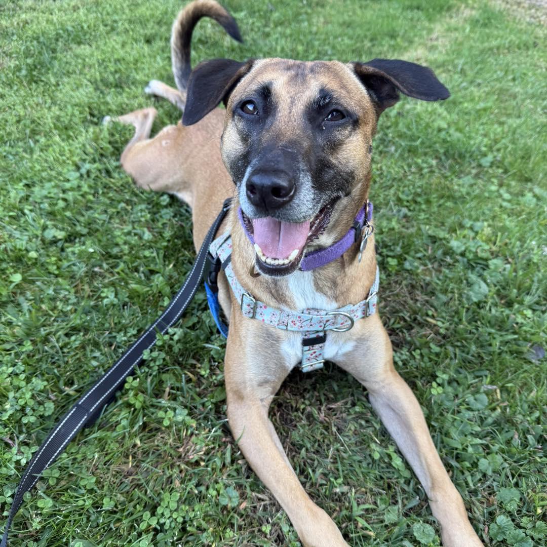 Enlarge Millie, a Adoptable mixed breed in farmingdale, NJ image 1/6