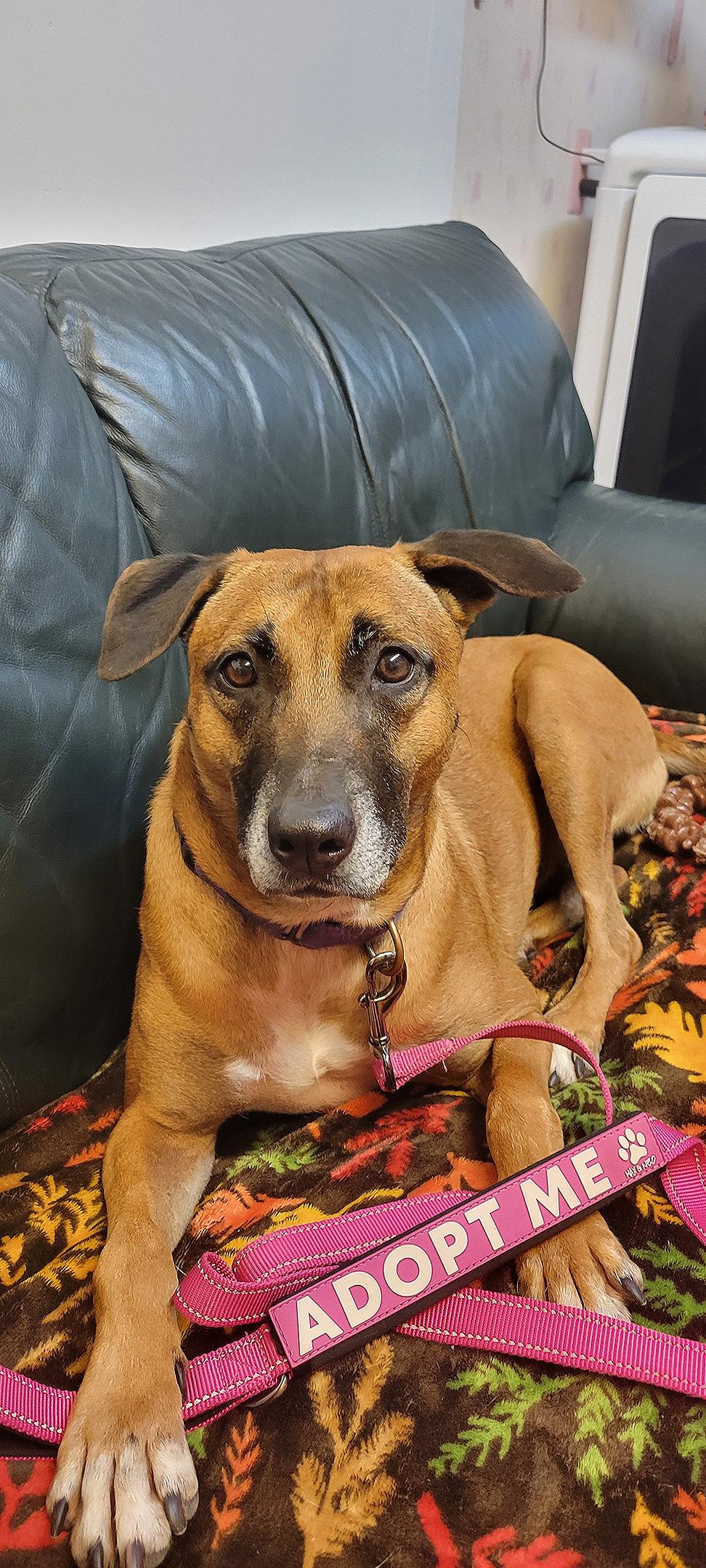 Enlarge Millie, a Adoptable mixed breed in farmingdale, NJ image 2/6