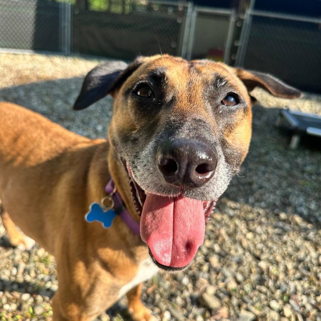 Enlarge Millie, a Adoptable mixed breed in farmingdale, NJ image 5/6