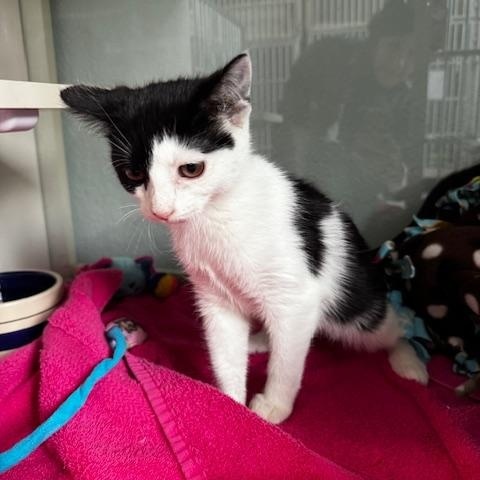 Enlarge Pepsi, a ADOPTABLE Domestic Short Hair in Hutchinson, MN image 4/4