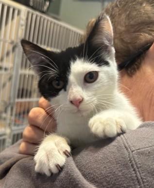 Enlarge Pepsi, a ADOPTABLE Domestic Short Hair in Hutchinson, MN image 1/4