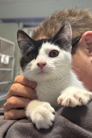 Enlarge Pepsi, a ADOPTABLE Domestic Short Hair in Hutchinson, MN image 2/4