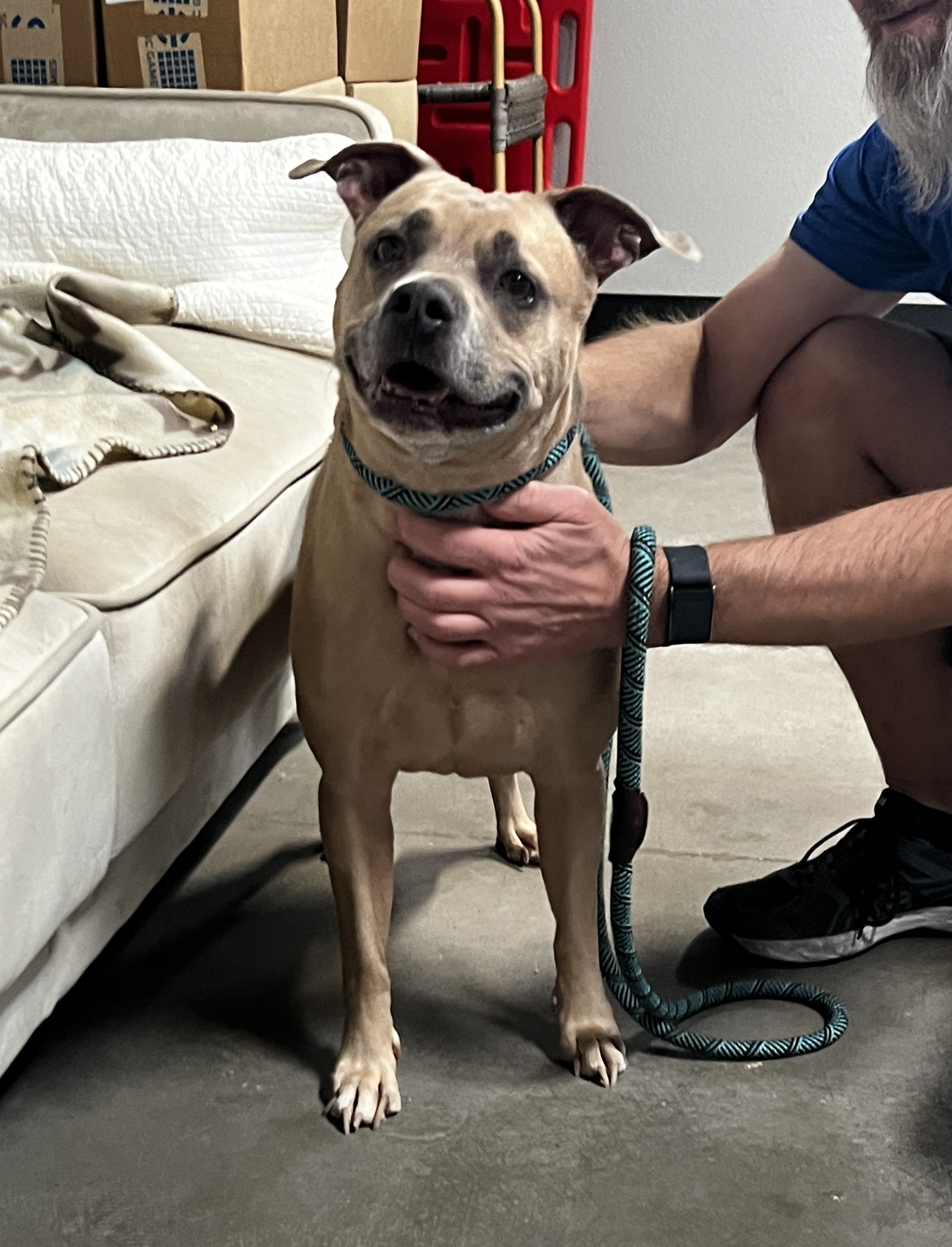 CODI, a Adoptable mixed breed in Las Vegas, NV image 6/6