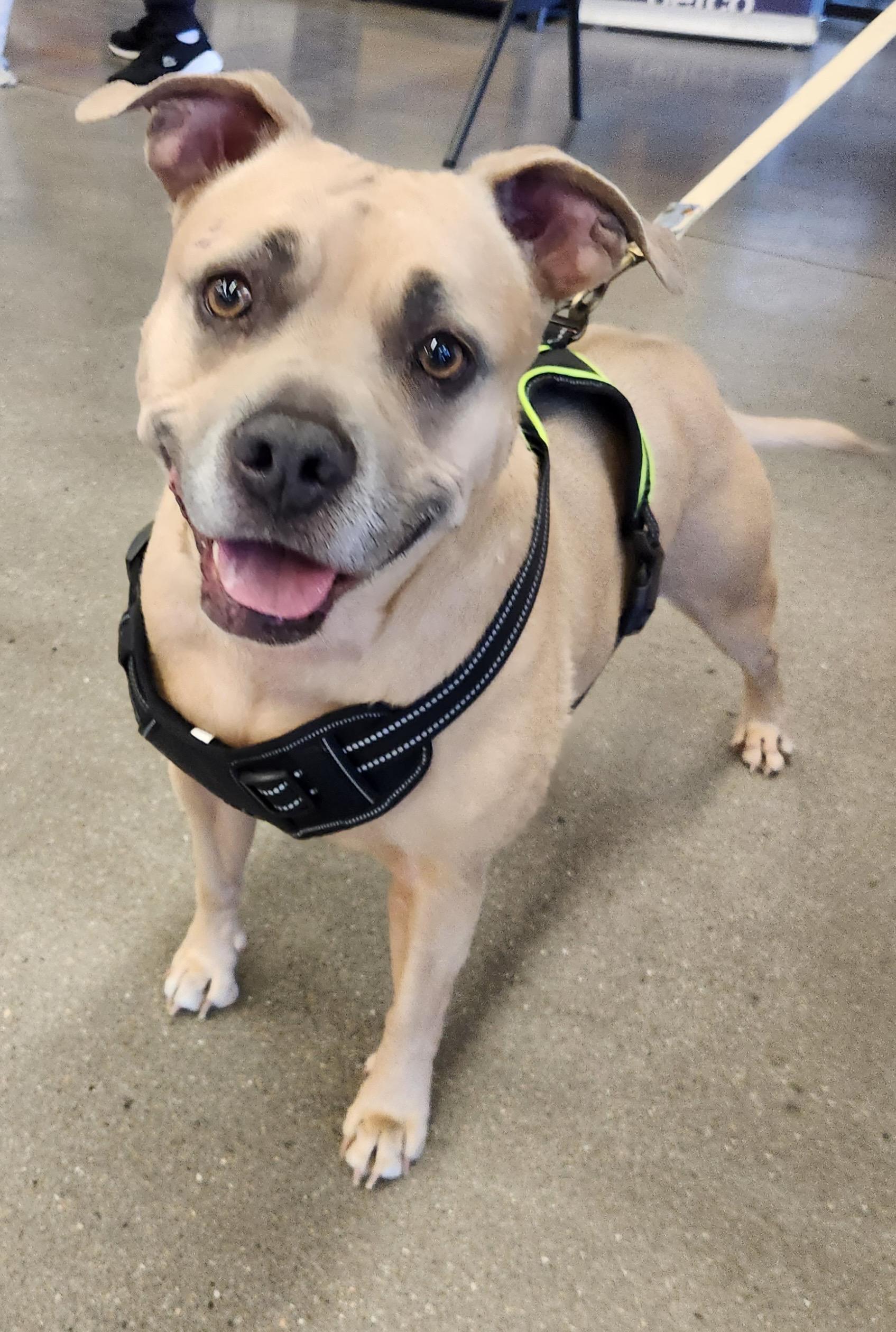 CODI, a Adoptable mixed breed in Las Vegas, NV image 2/6