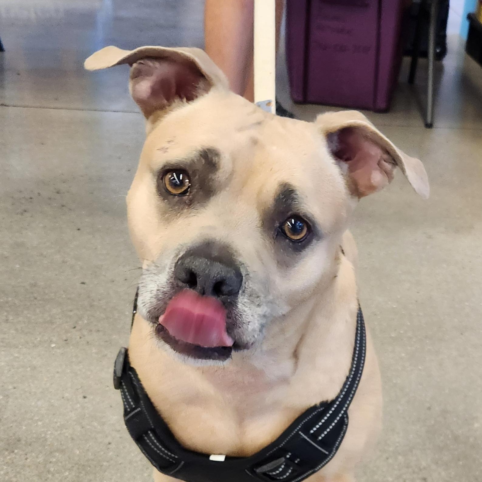 CODI, Adoptable, Adult Male Pit Bull Terrier & Mixed Breed.