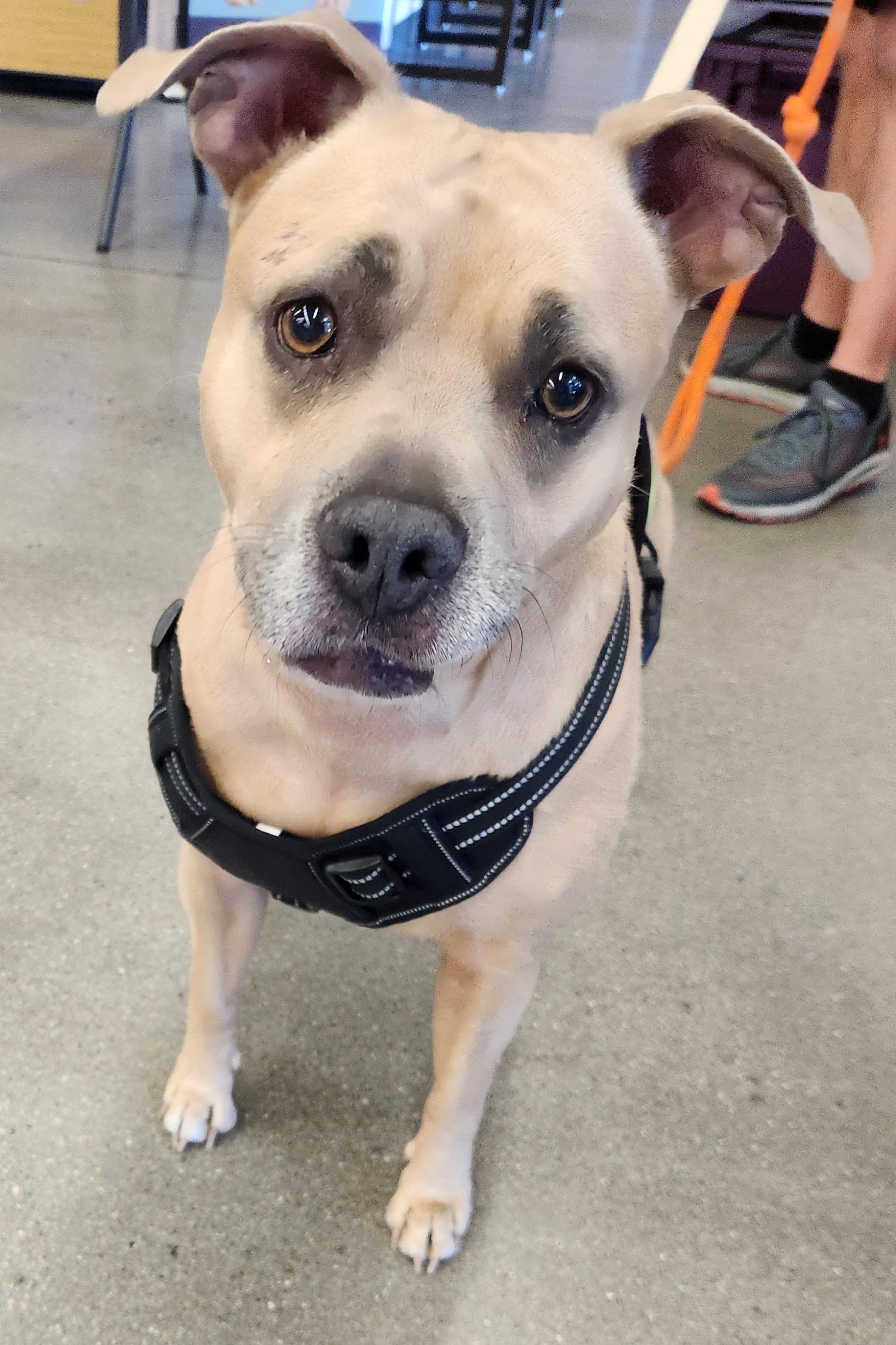 CODI, a Adoptable mixed breed in Las Vegas, NV image 3/6