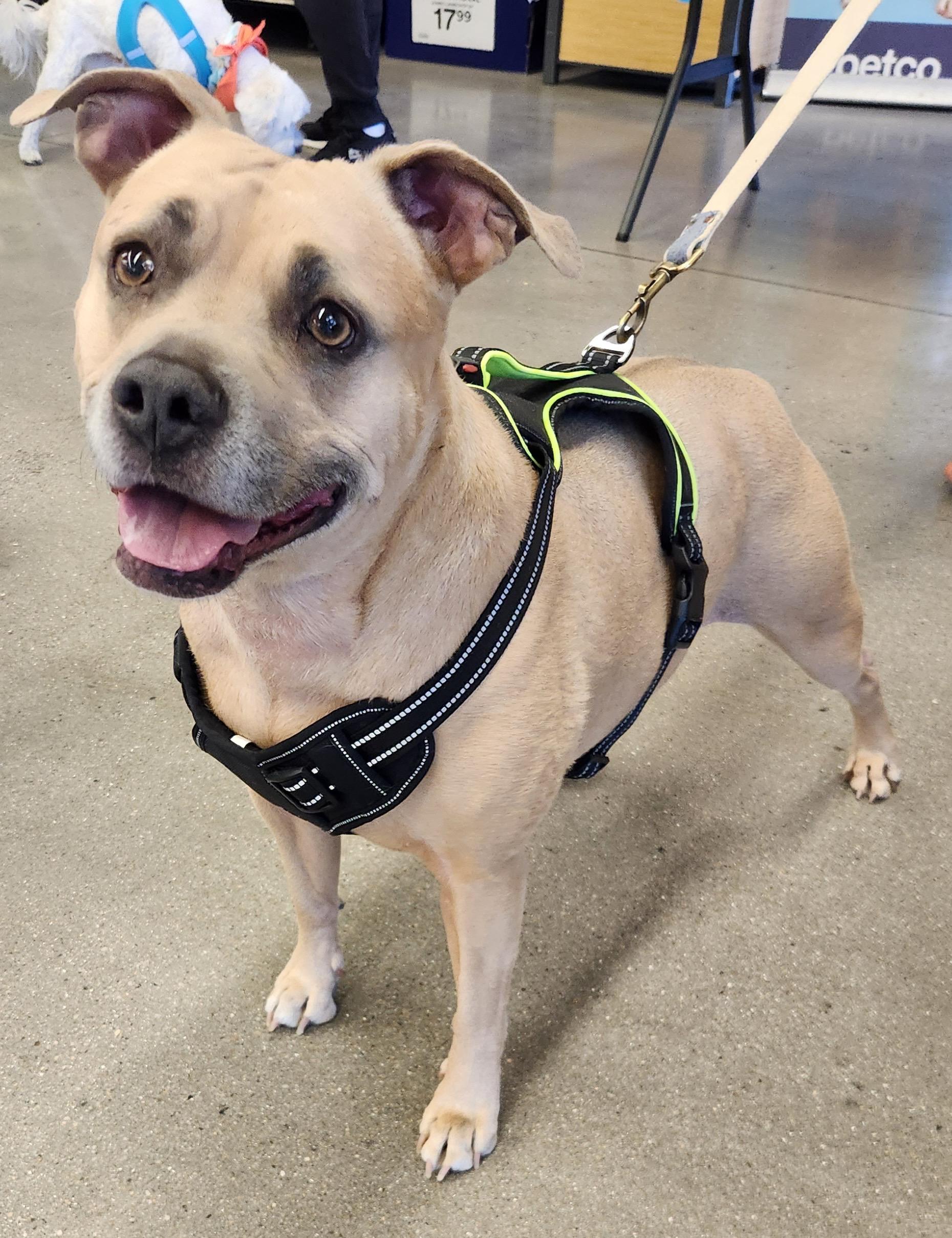 CODI, a Adoptable mixed breed in Las Vegas, NV image 4/6