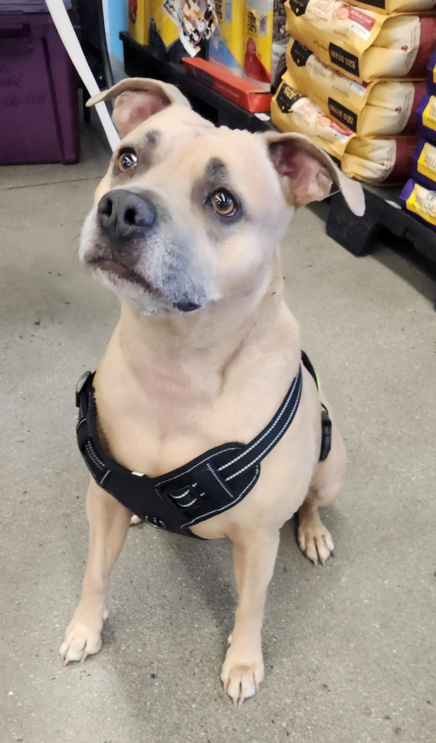 CODI, a Adoptable mixed breed in Las Vegas, NV image 5/6