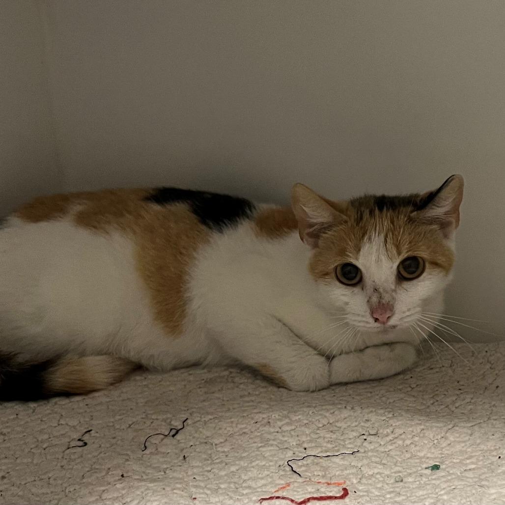 Enlarge Charity, a Adoptable Domestic Short Hair in New York, NY image 1/1