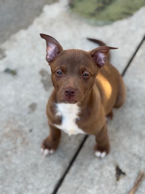 Velma, Adoptable, Puppy Female Mixed Breed.