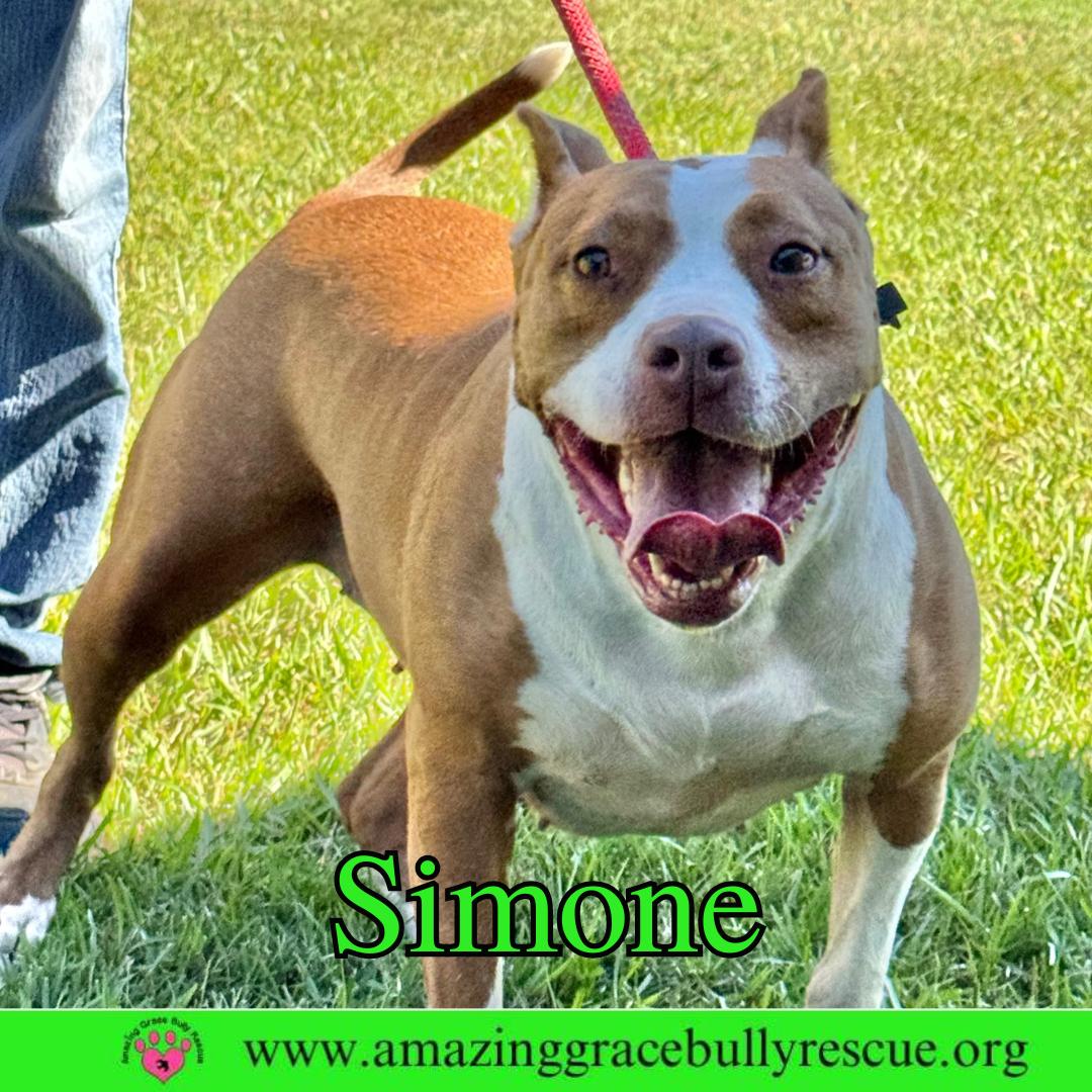 Simone, Adoptable, Adult Female American Staffordshire Terrier.