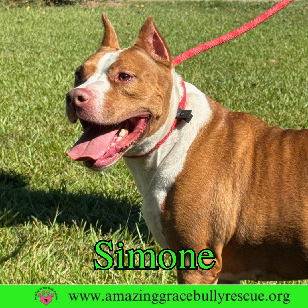 Simone, Adoptable, Adult Female American Staffordshire Terrier.