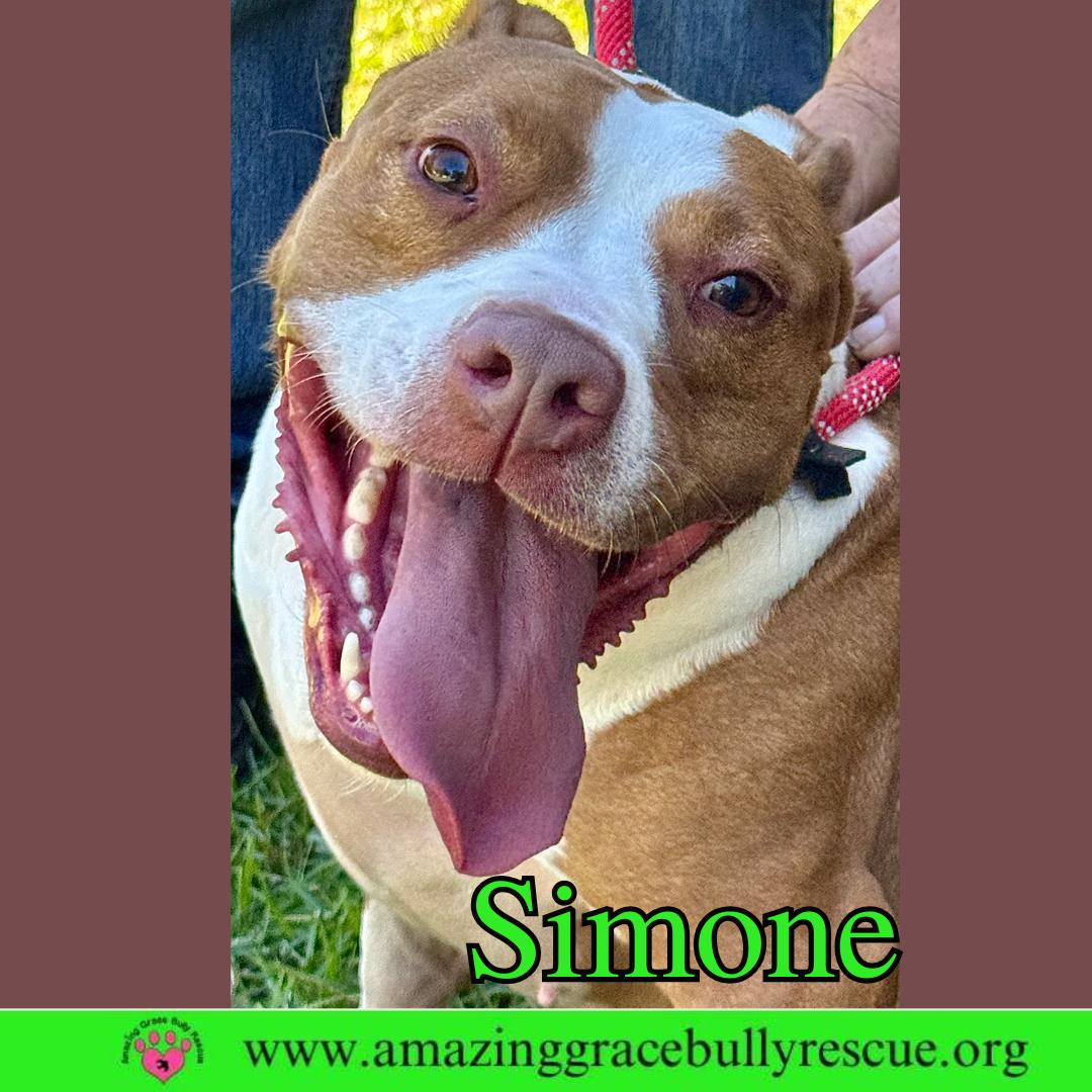Enlarge Simone, a Adoptable American Staffordshire Terrier in Pensacola, FL image 3/3