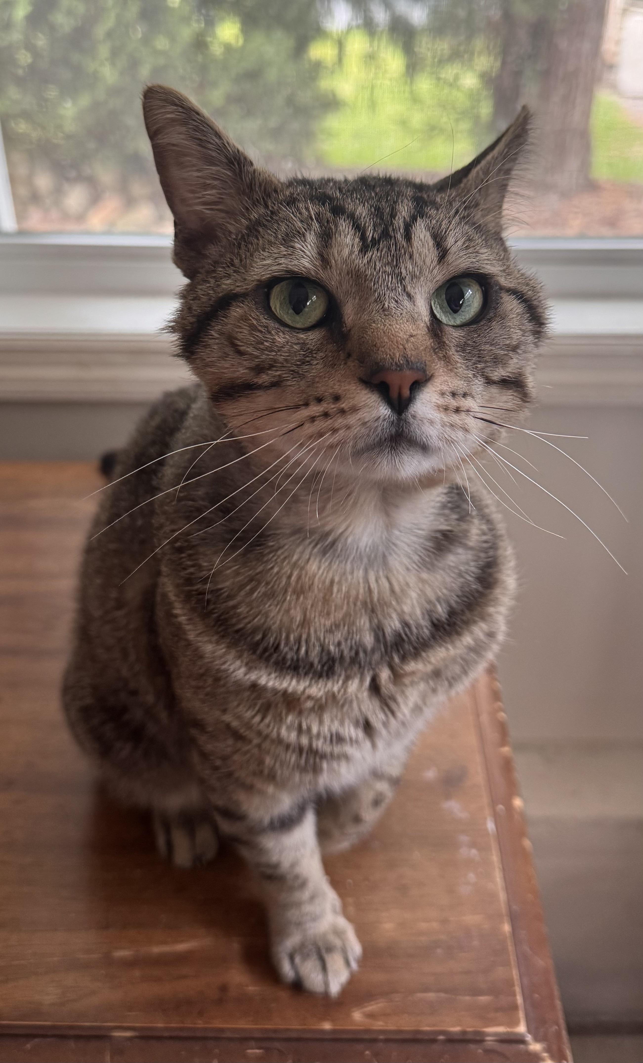 Enlarge Baked Potato, an adopted mixed breed in Sanford, NC image 2/2