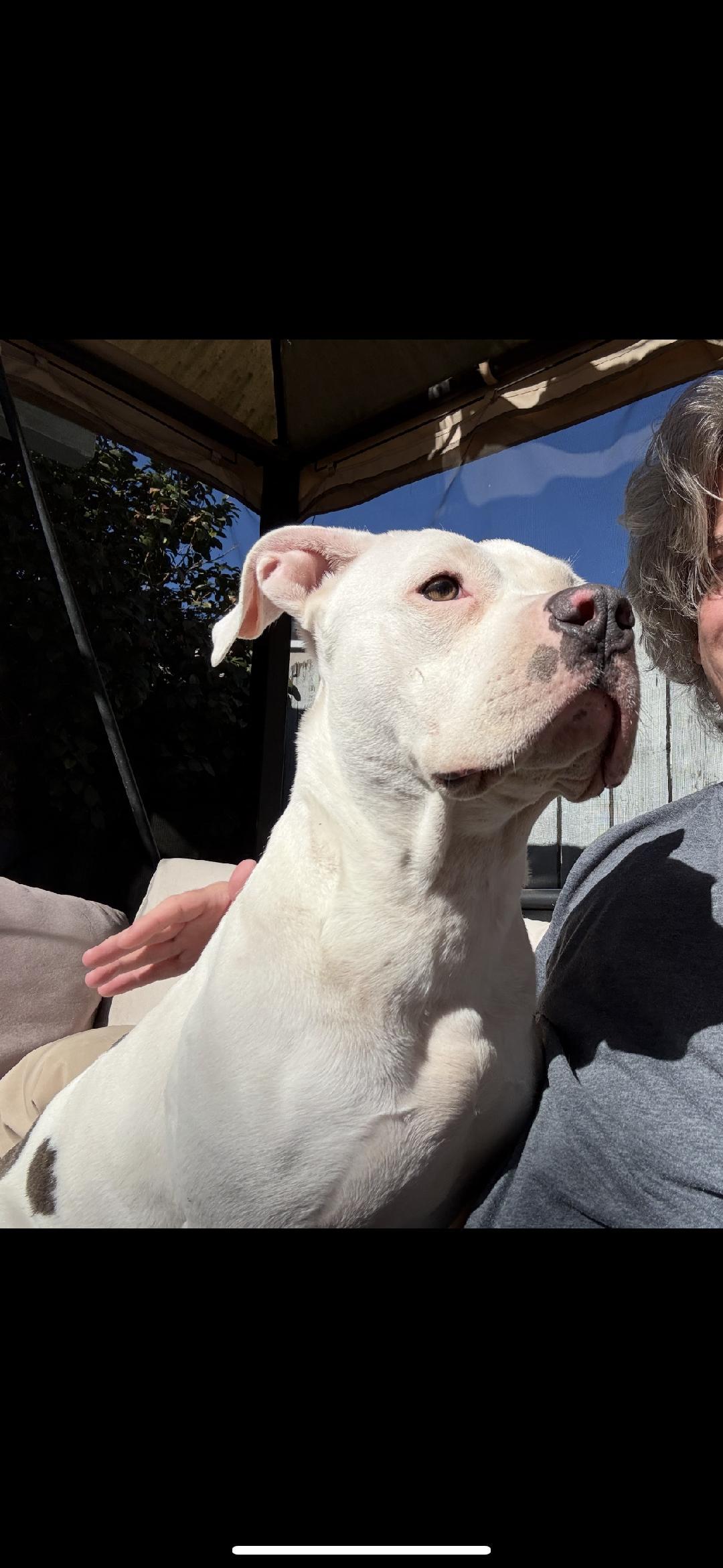 Enlarge Pebbles, a Adoptable Pit Bull Terrier in BEVERLY HILLS, CA image 1/4