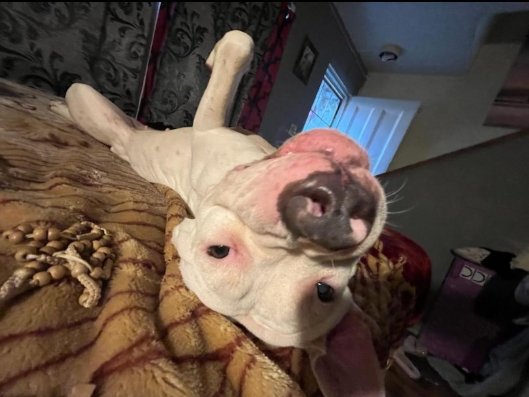 Enlarge Pebbles, a Adoptable Pit Bull Terrier in BEVERLY HILLS, CA image 2/4