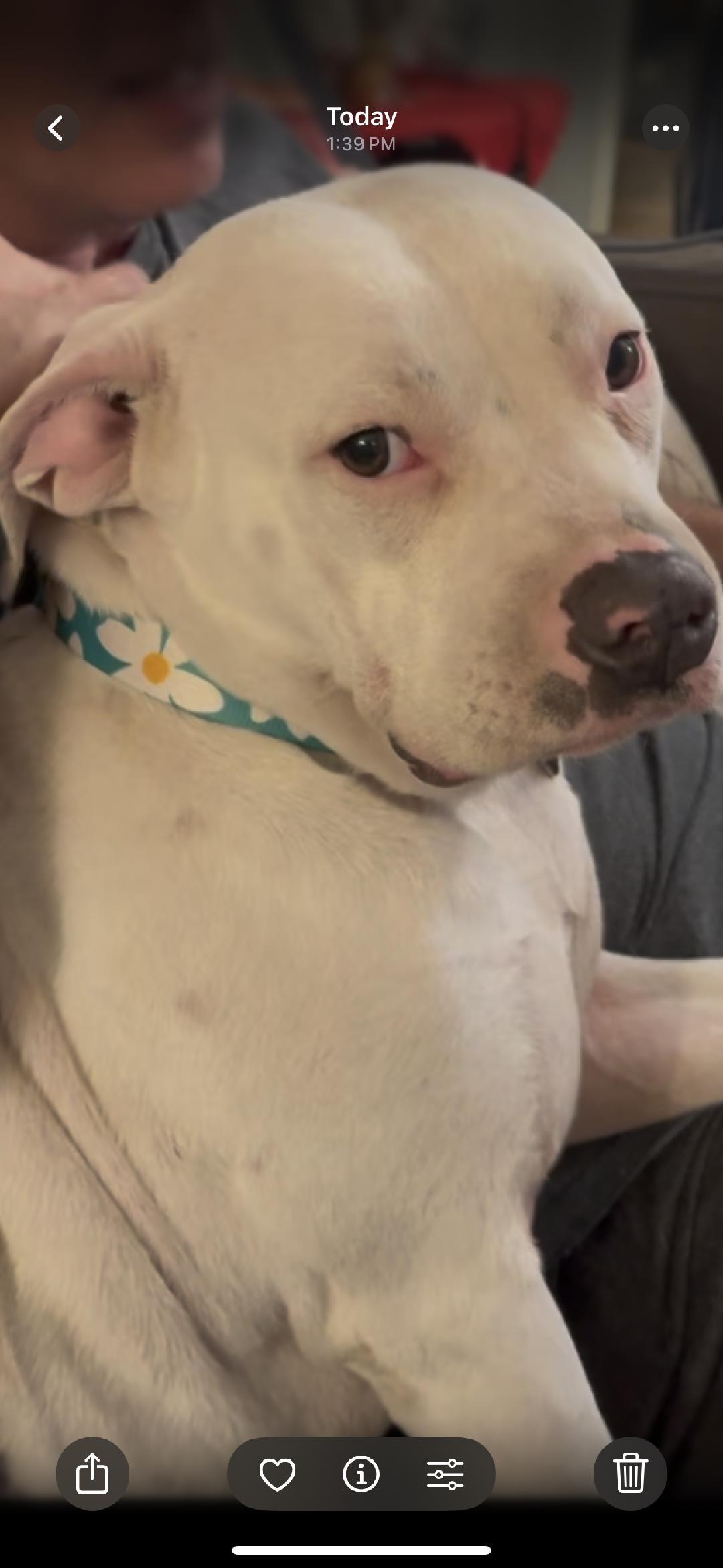 Enlarge Pebbles, a Adoptable Pit Bull Terrier in BEVERLY HILLS, CA image 3/4