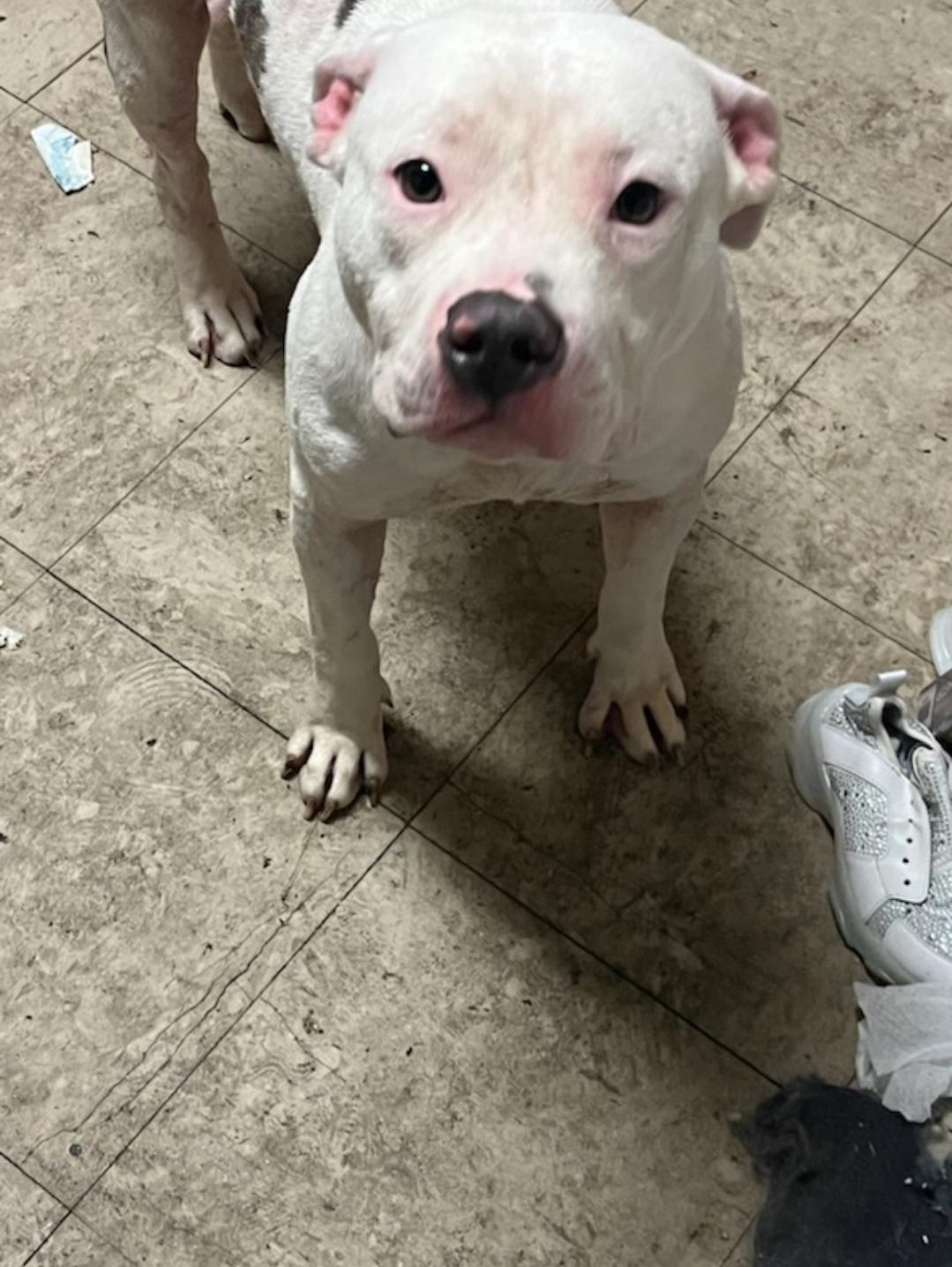 Enlarge Pebbles, a Adoptable Pit Bull Terrier in BEVERLY HILLS, CA image 4/4