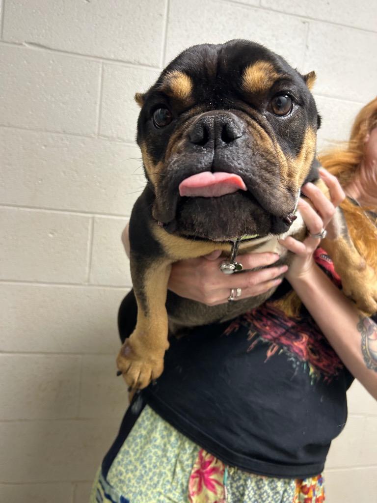 Pork Chop, Adoptable, Adult Male French Bulldog.