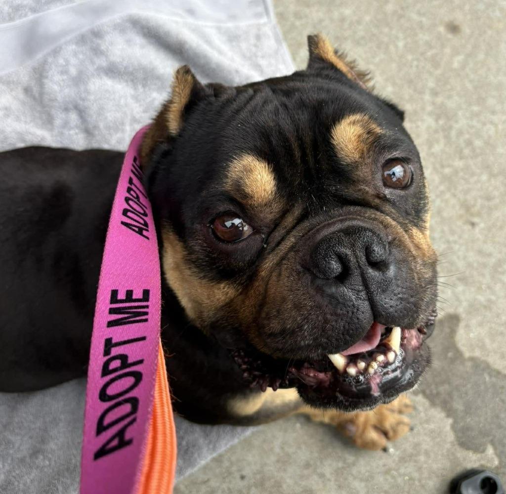 Enlarge Pork Chop, a Adoptable mixed breed in Newnan, GA image 2/2