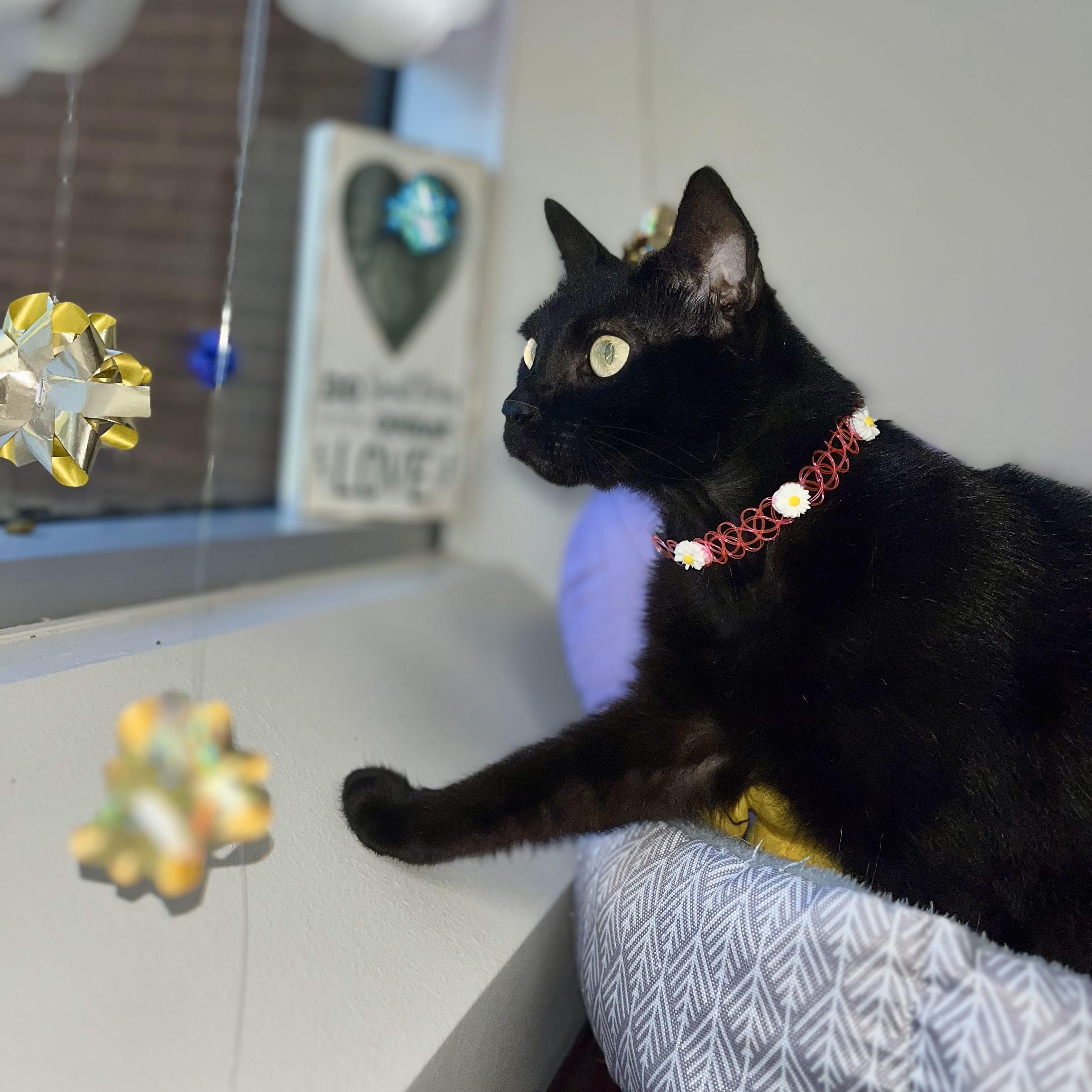 Blackout — thumbnail 6