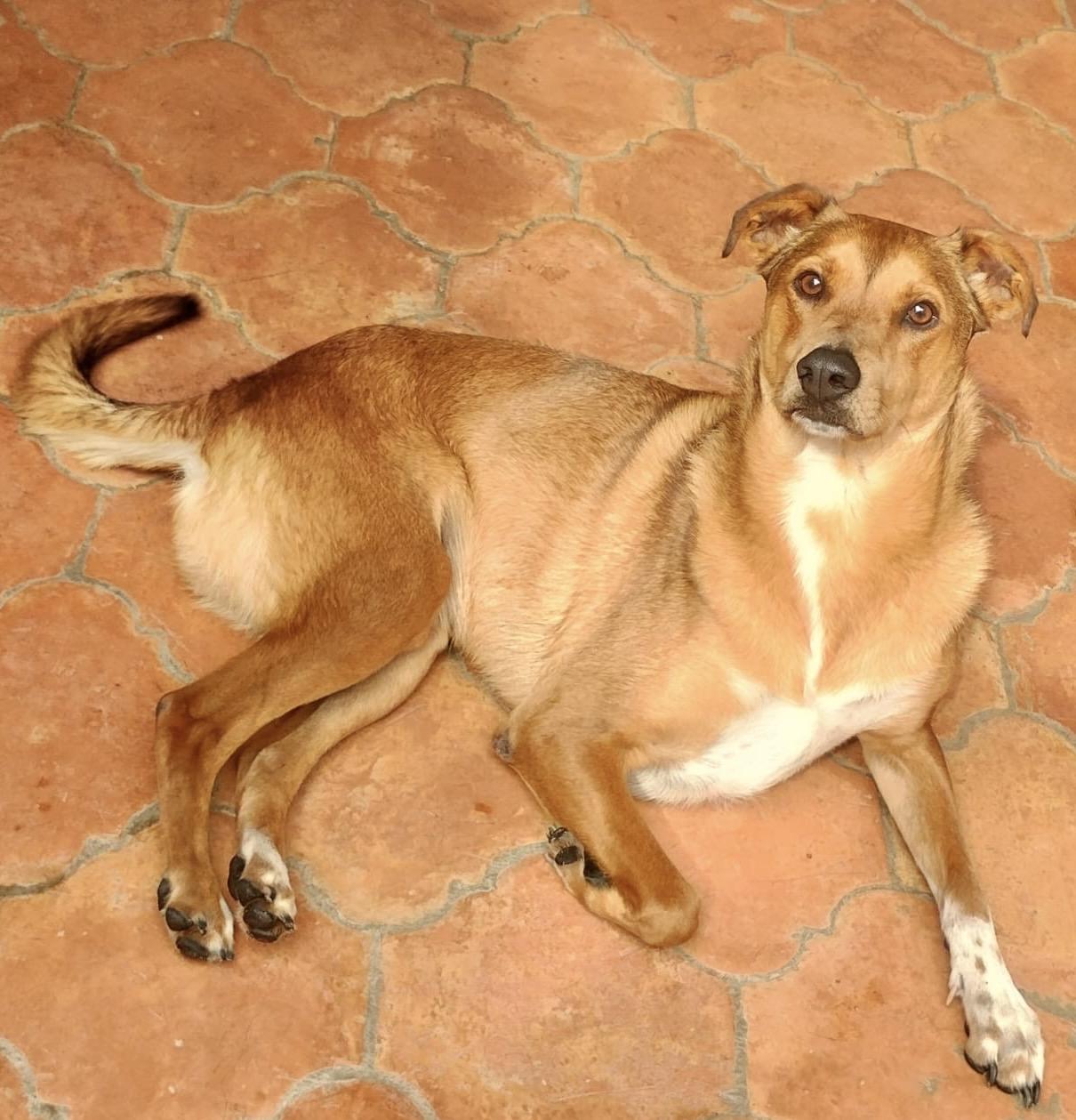 Enlarge Sully, a Adoptable mixed breed in New Britain, CT image 2/5