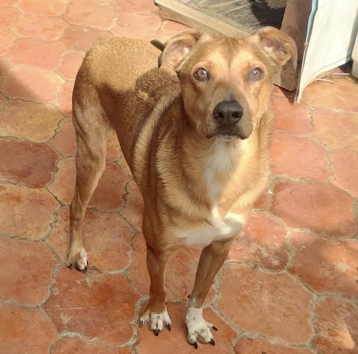 Enlarge Sully, a Adoptable mixed breed in New Britain, CT image 5/5