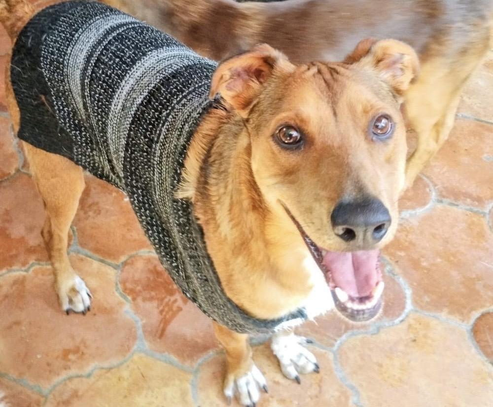 Enlarge Sully, a Adoptable mixed breed in New Britain, CT image 3/5