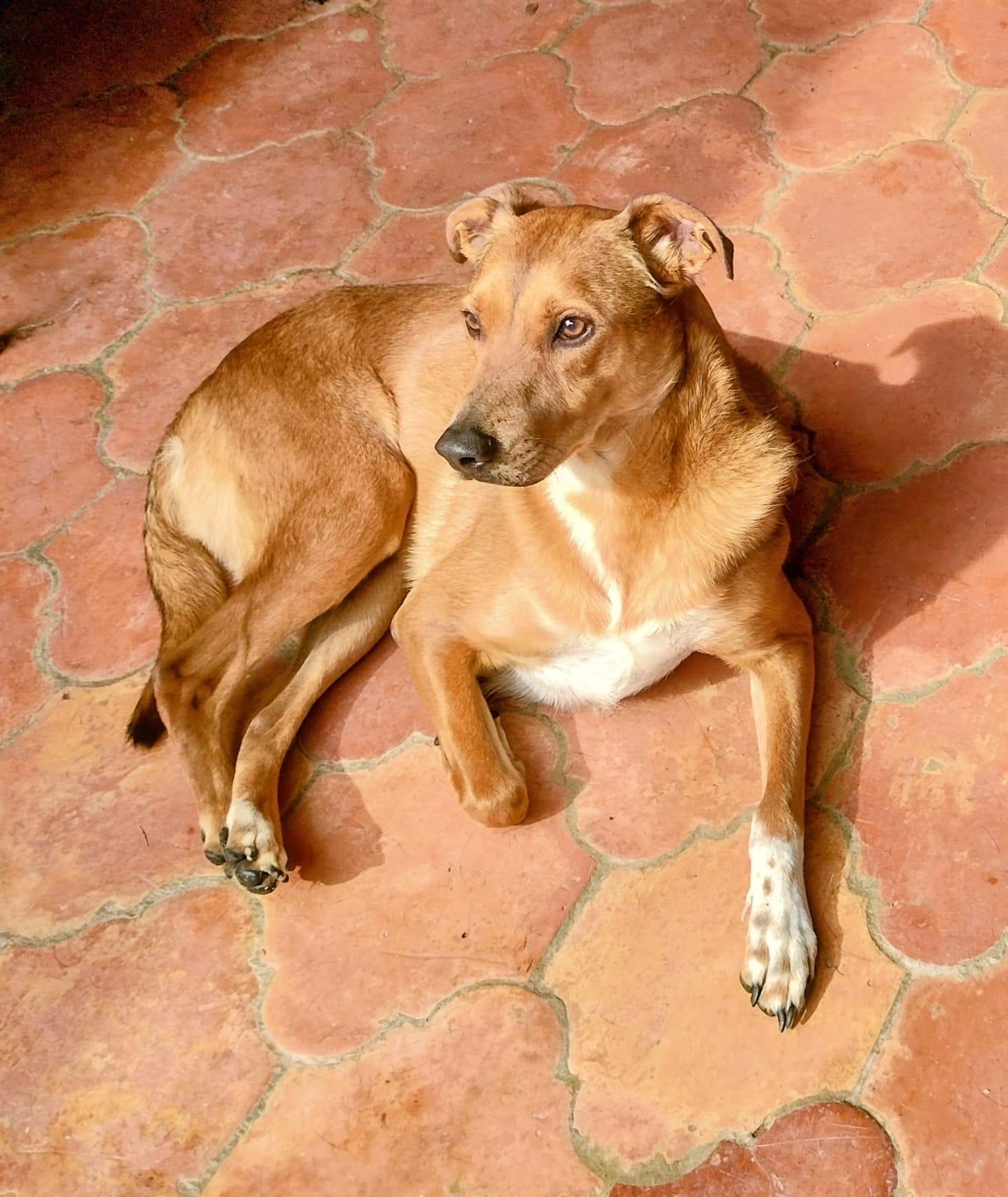 Enlarge Sully, a Adoptable mixed breed in New Britain, CT image 4/5